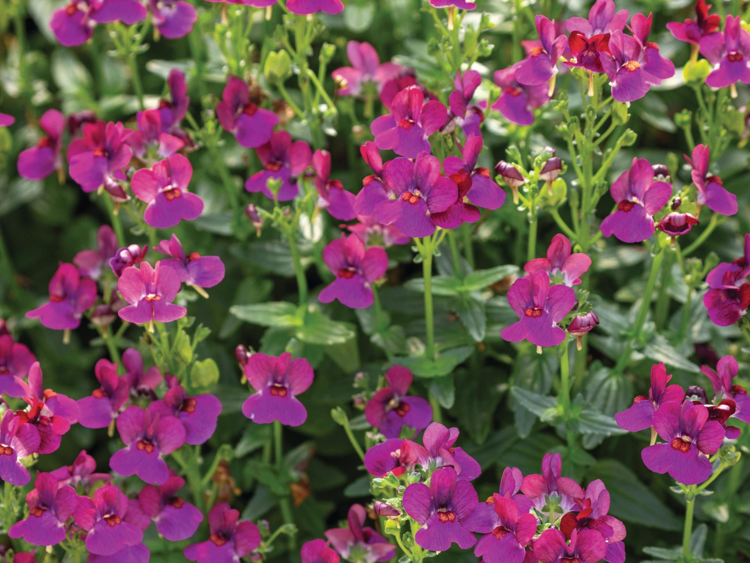 Nemesia ‘Lady Ruby’