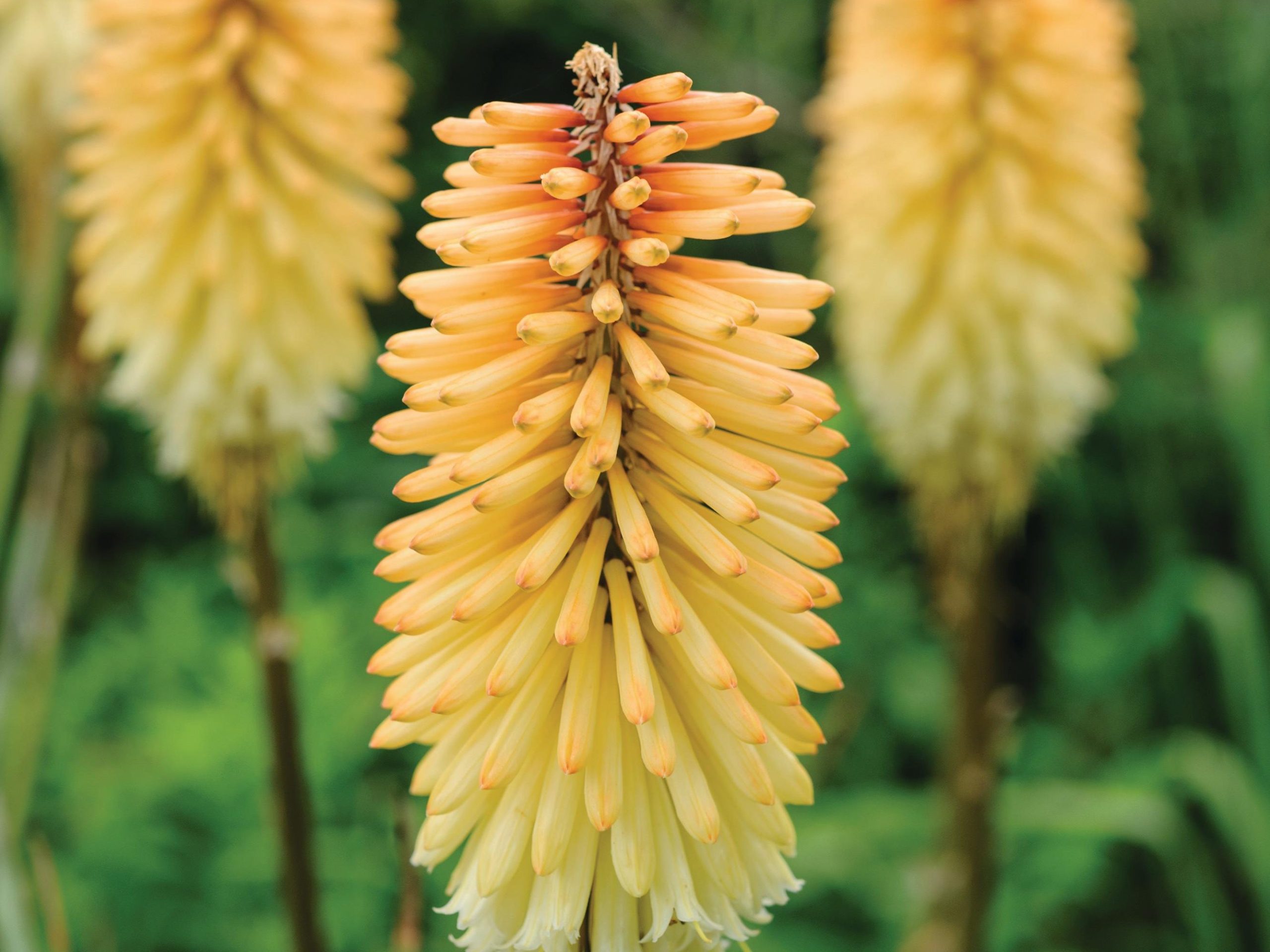 Kniphofia ‘Tawny King’