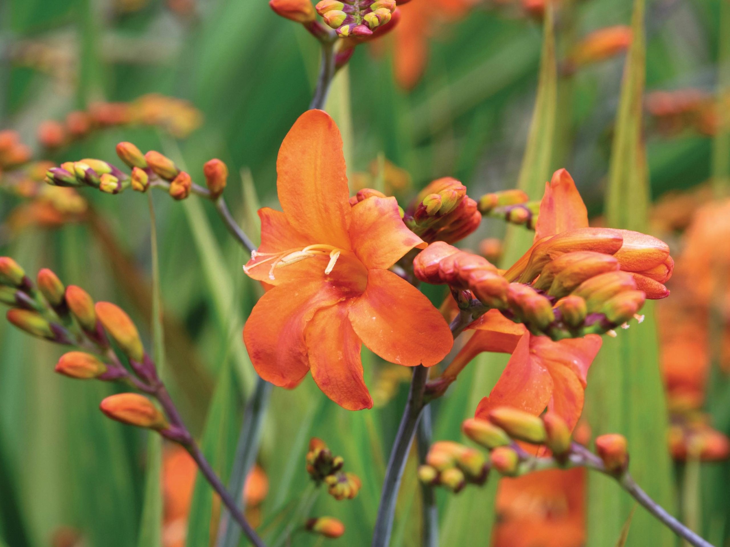 Crocosmia ‘Okavango’
