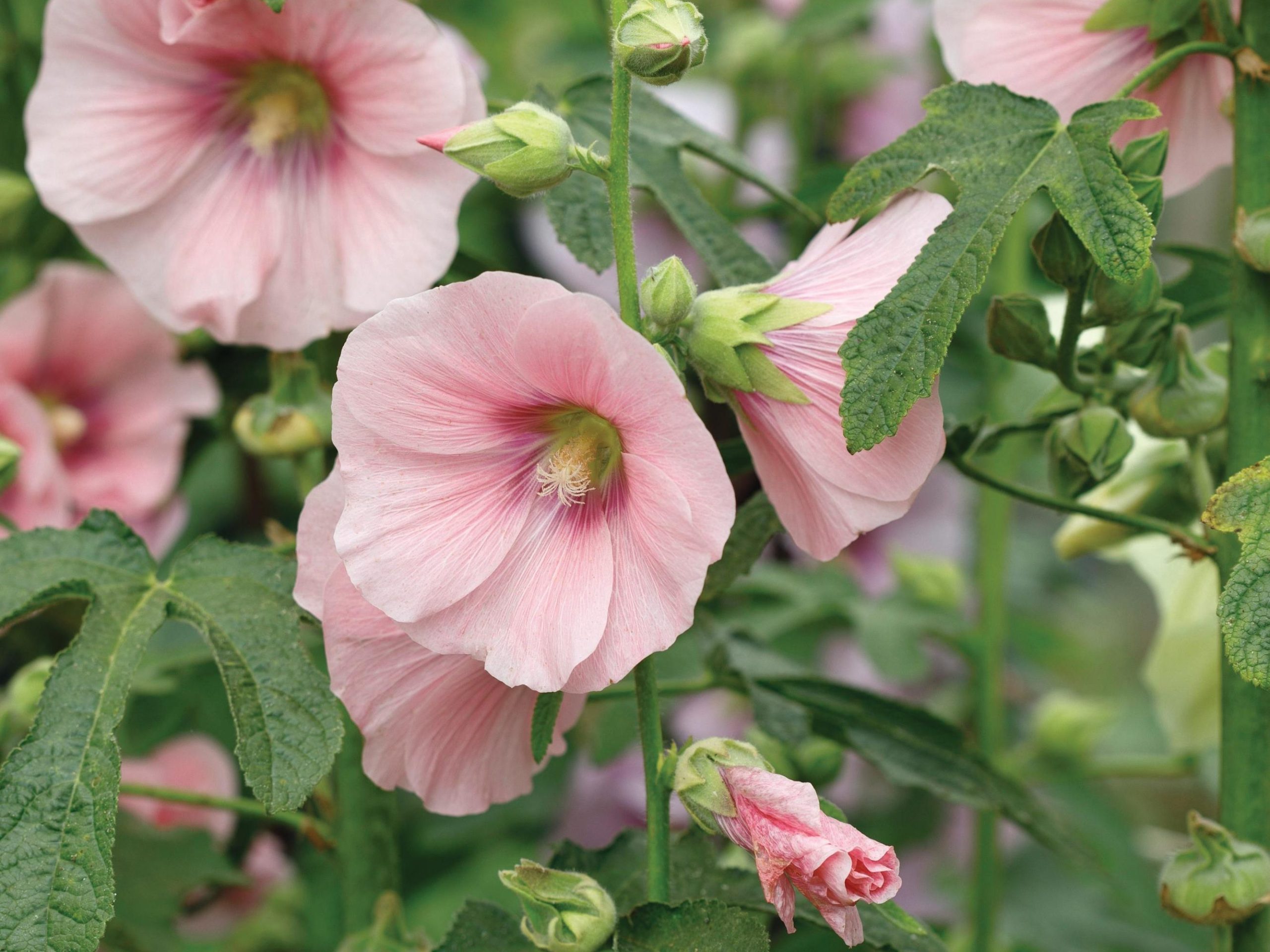 Alcea ficifolia