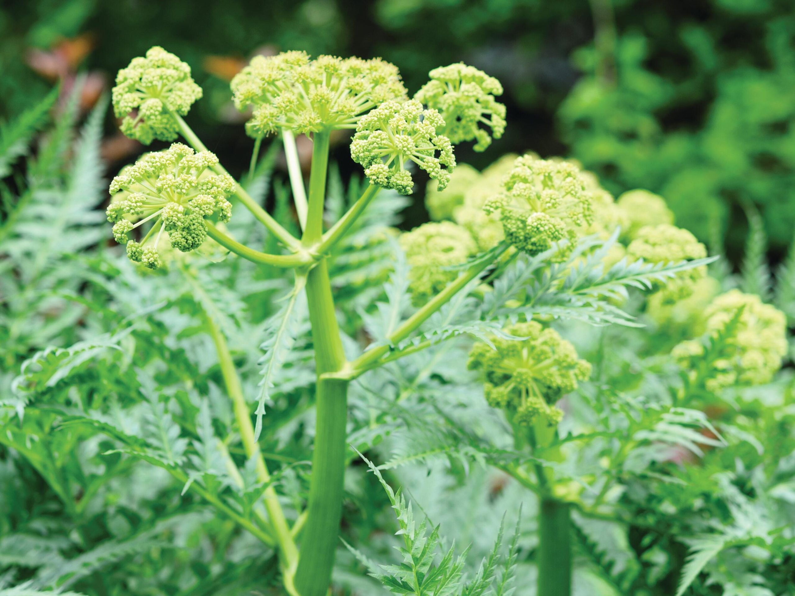 Molopospermum peloponnesiacum