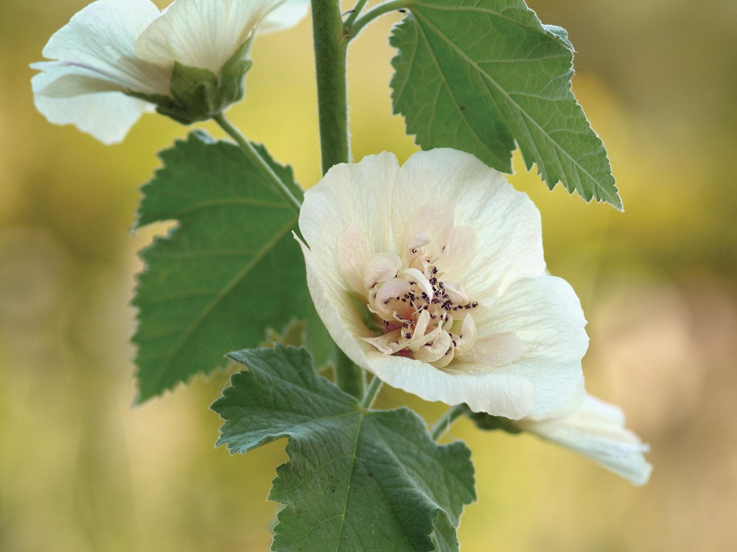 Alcea x Althaea 'Parkallee'