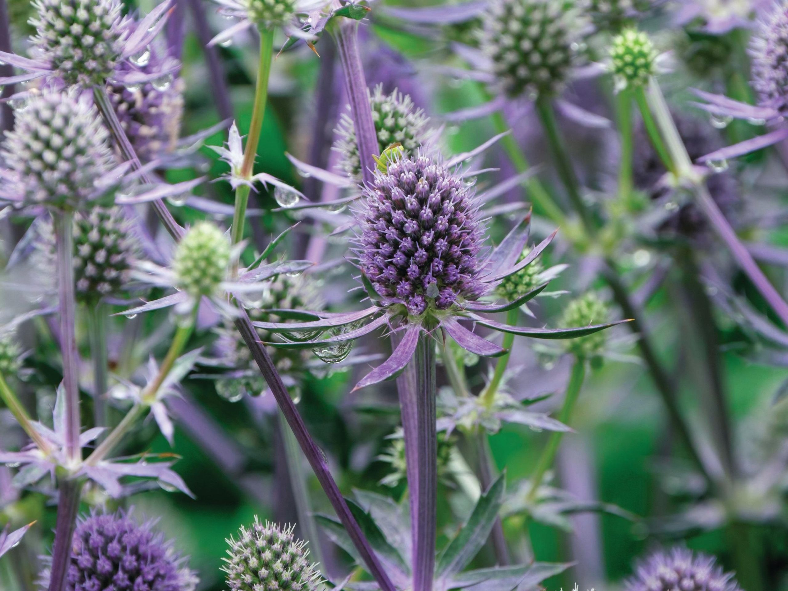 Eryngium planum ‘Blue Glitter’