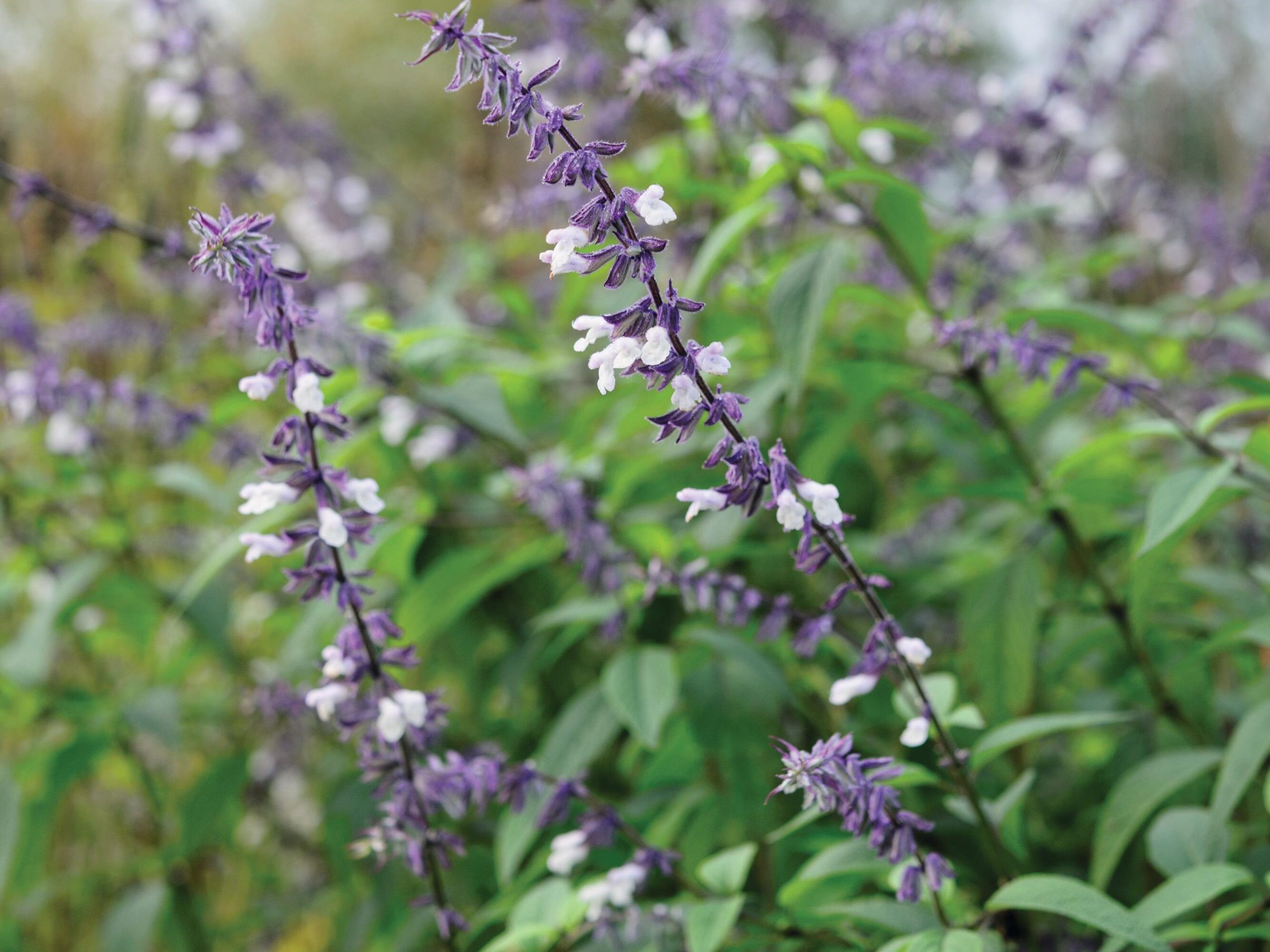 Salvia ‘Phyllis’ Fancy’