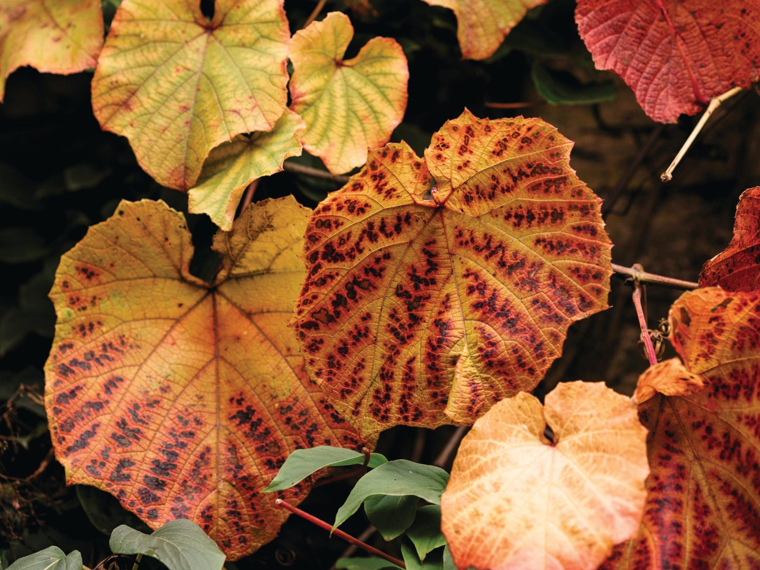 Vitis coignetiae