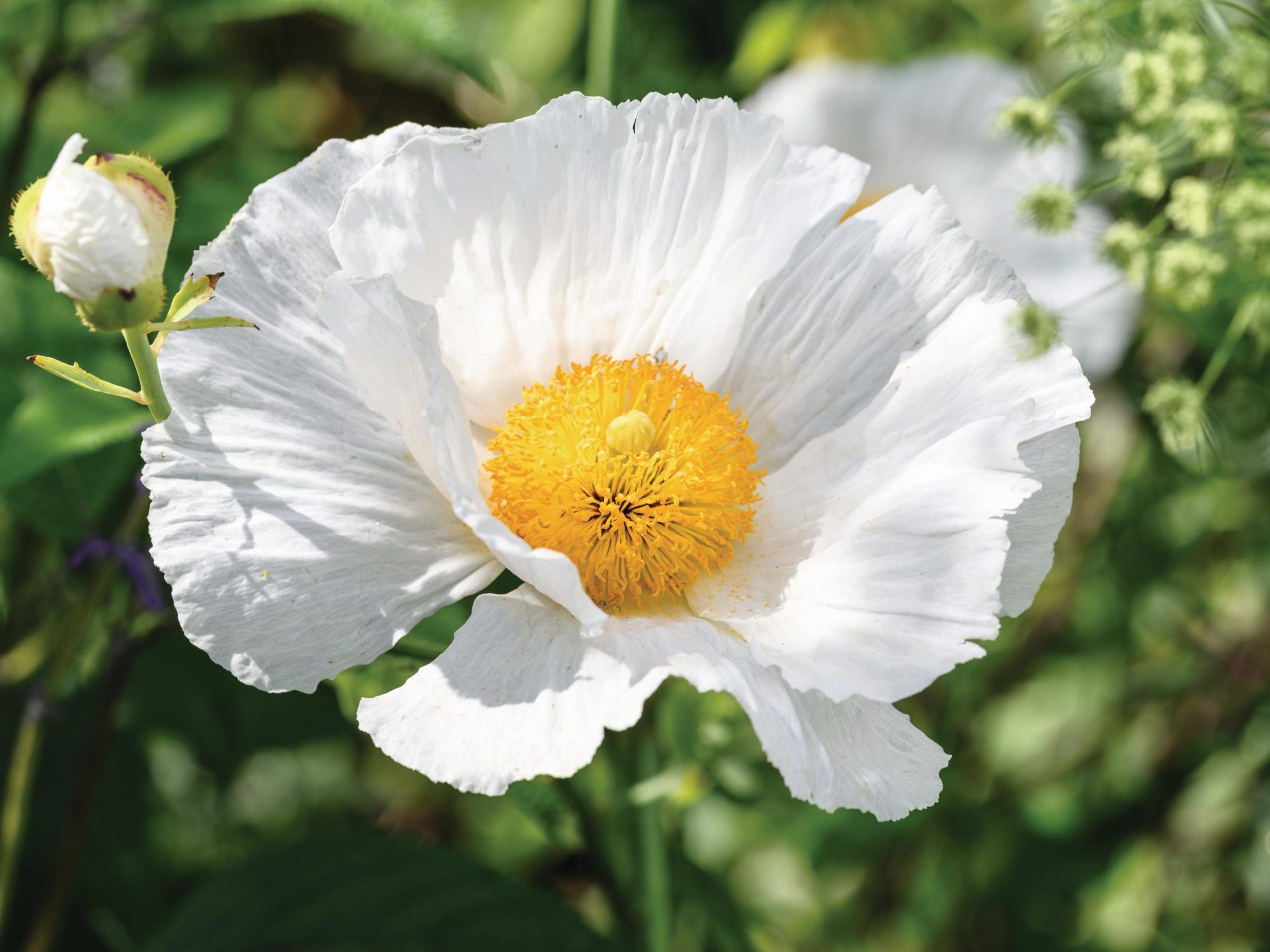 Romneya coulteri