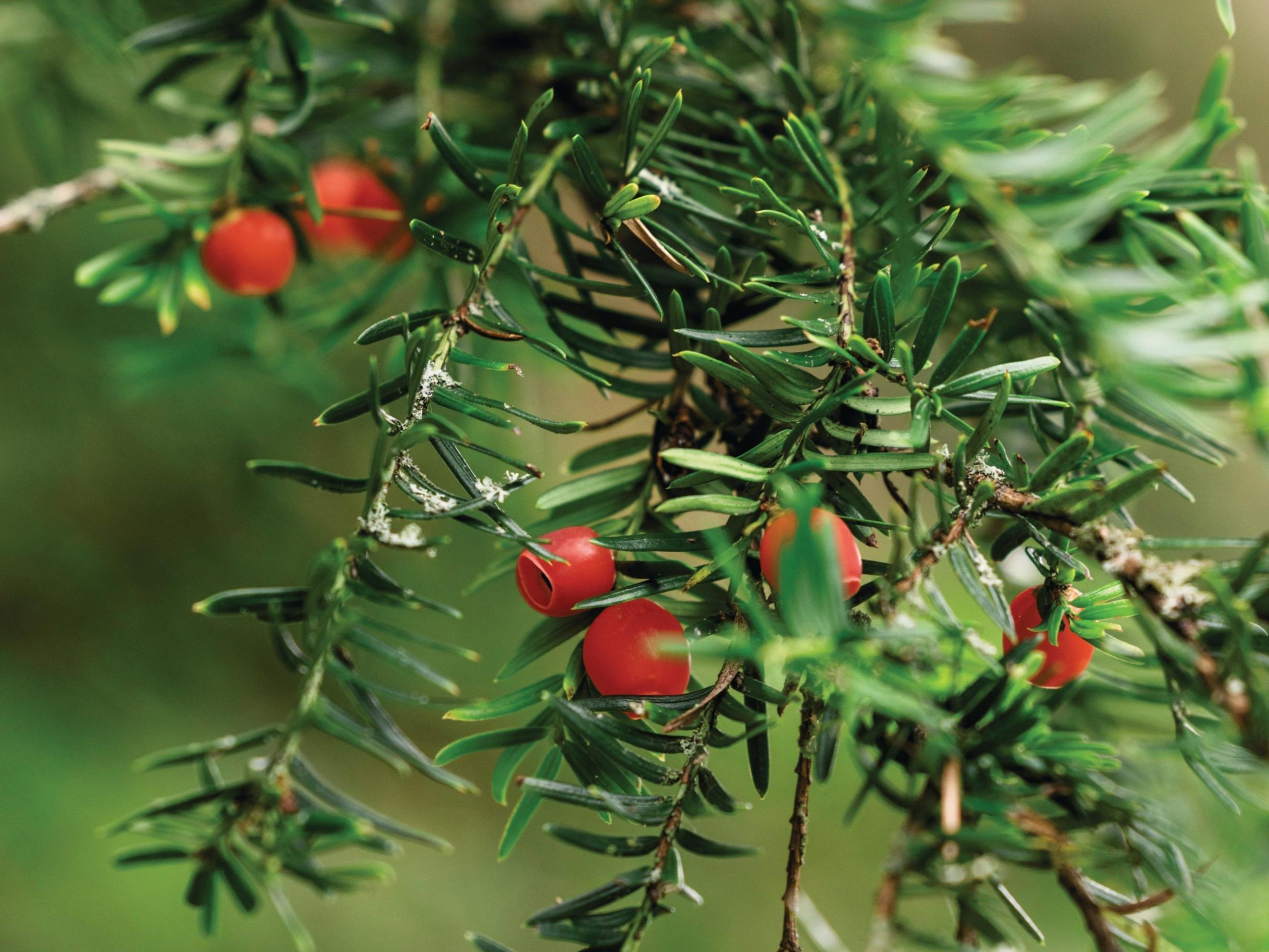 Taxus baccata