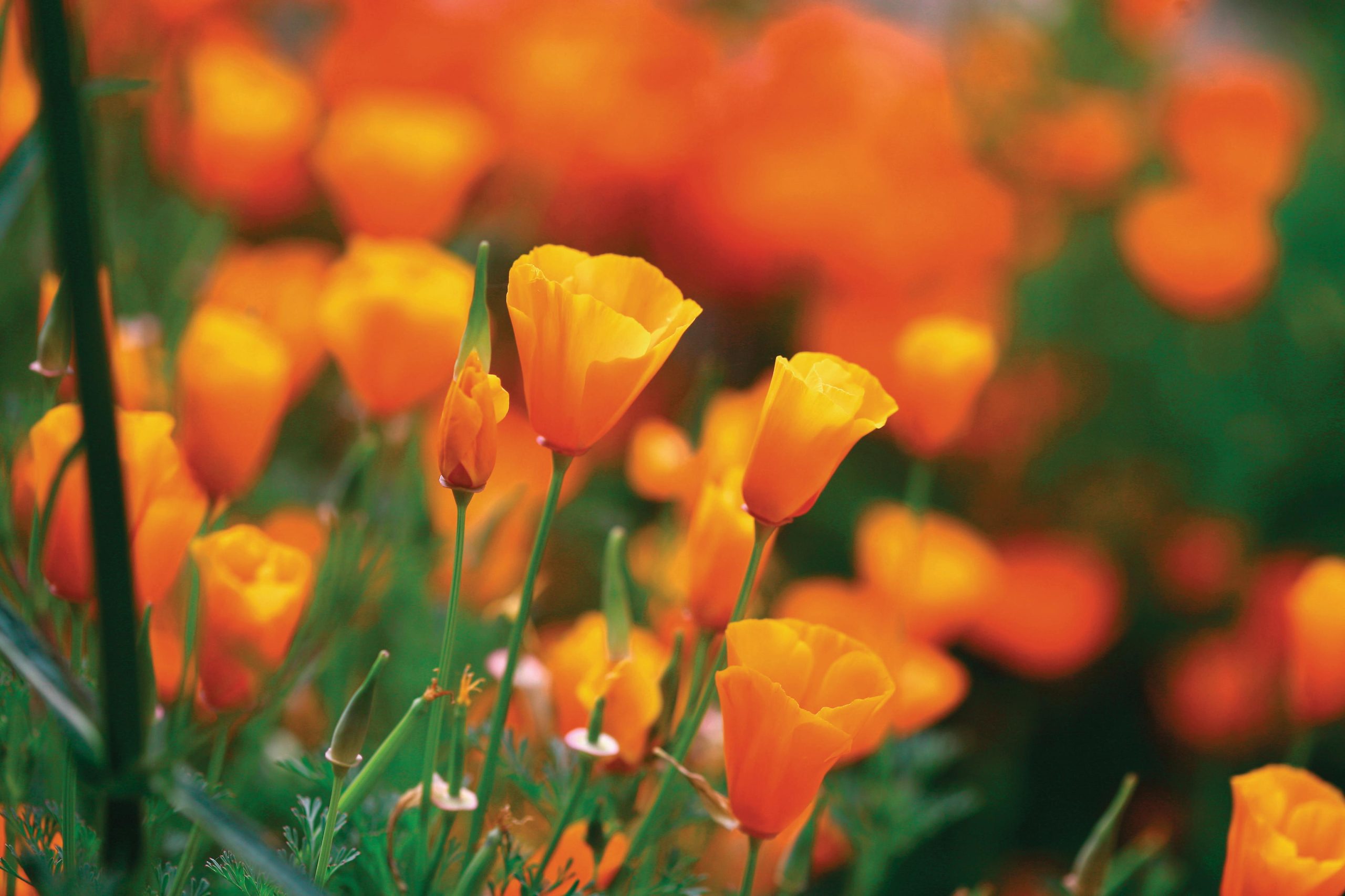 Eschscholzia californica