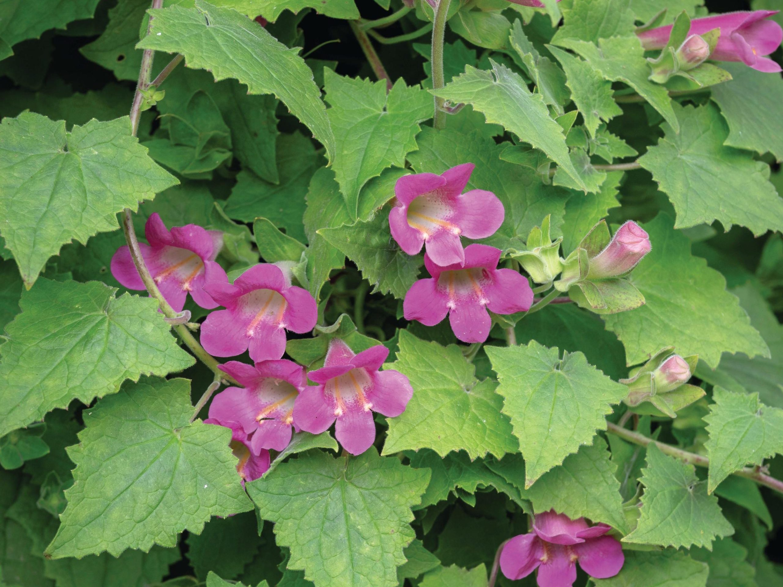 Lophospermum erubescens