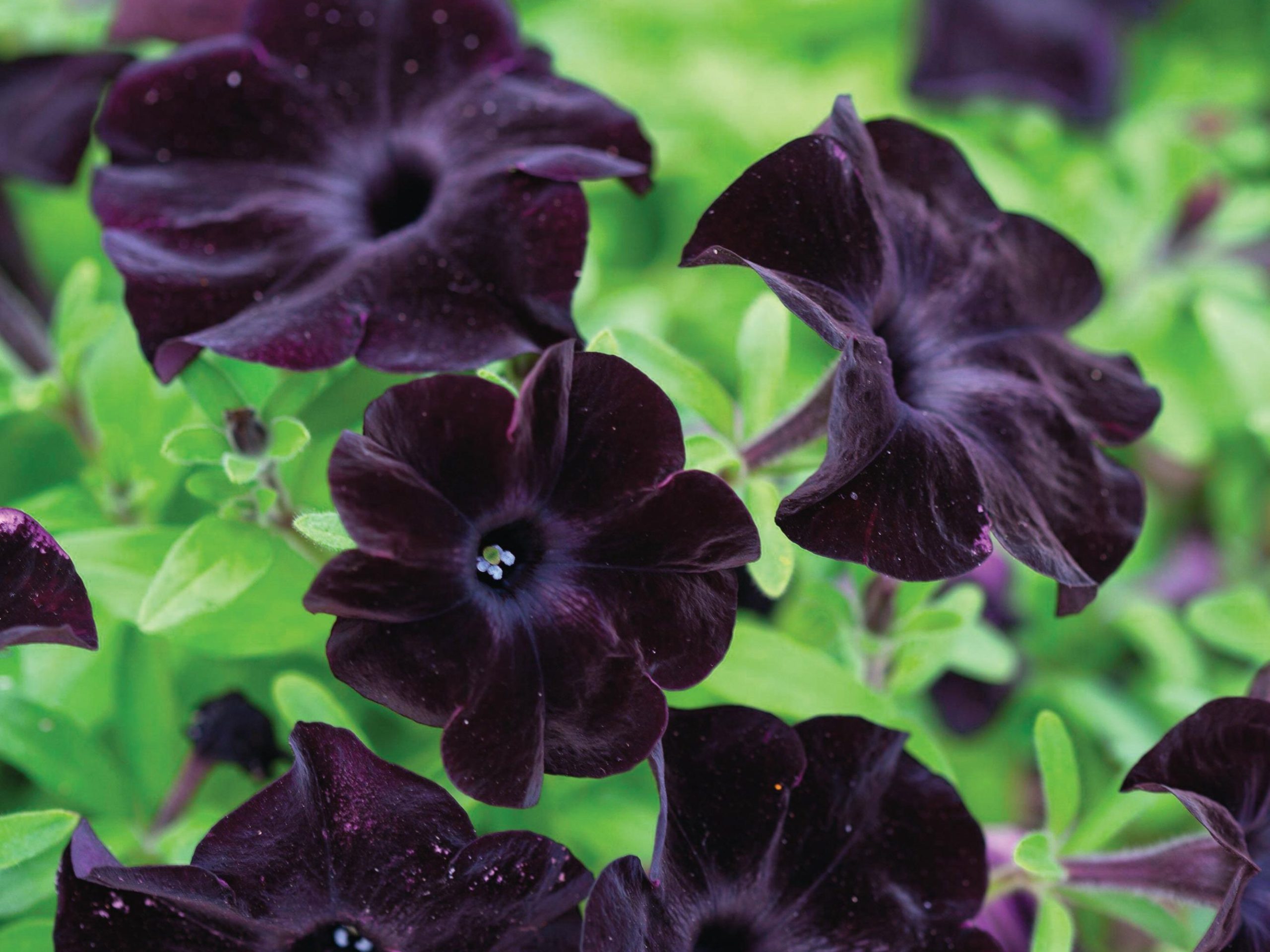 Petunia Black Velvet (= ‘Balpevac’)
