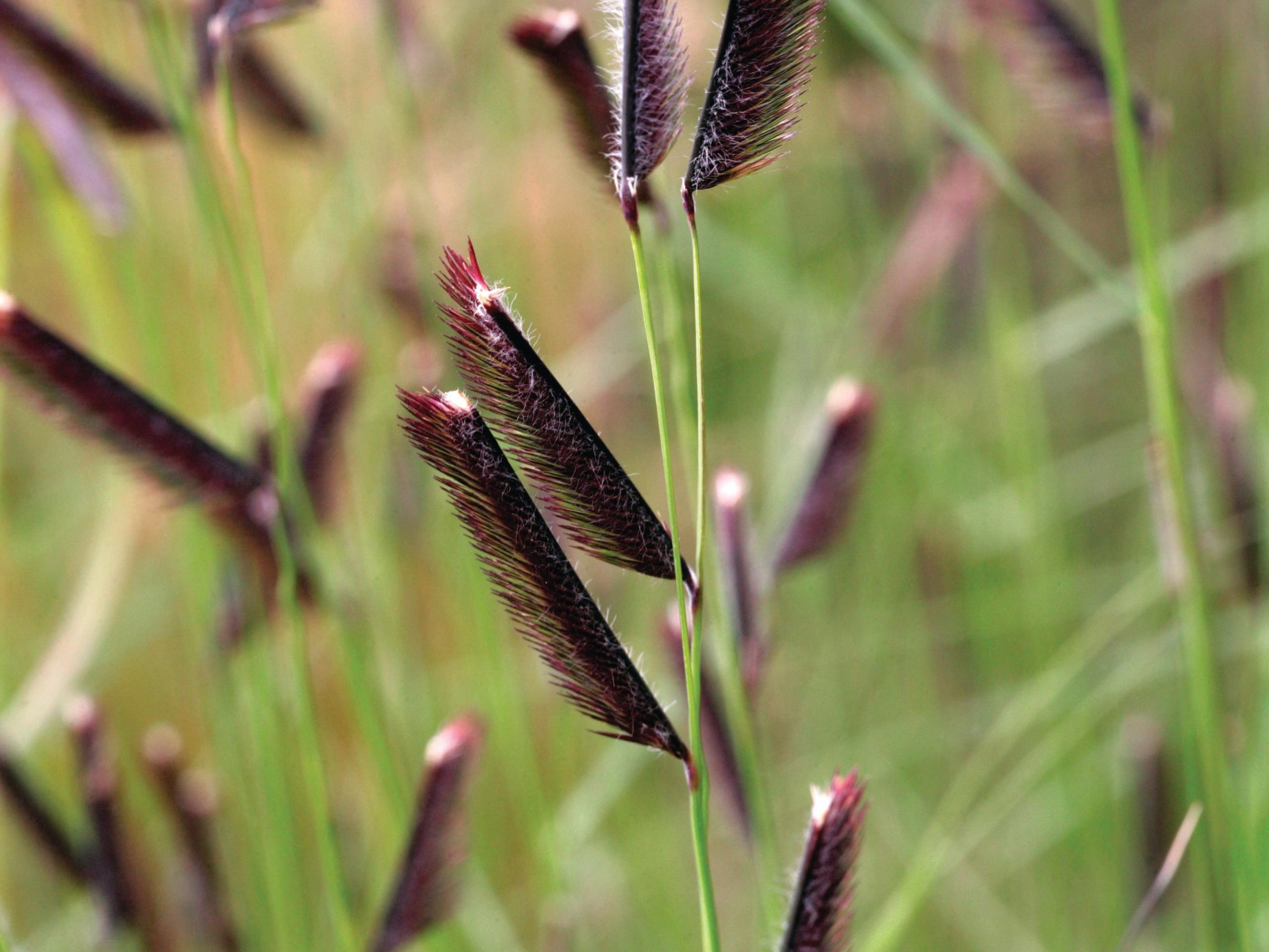 Bouteloua gracilis