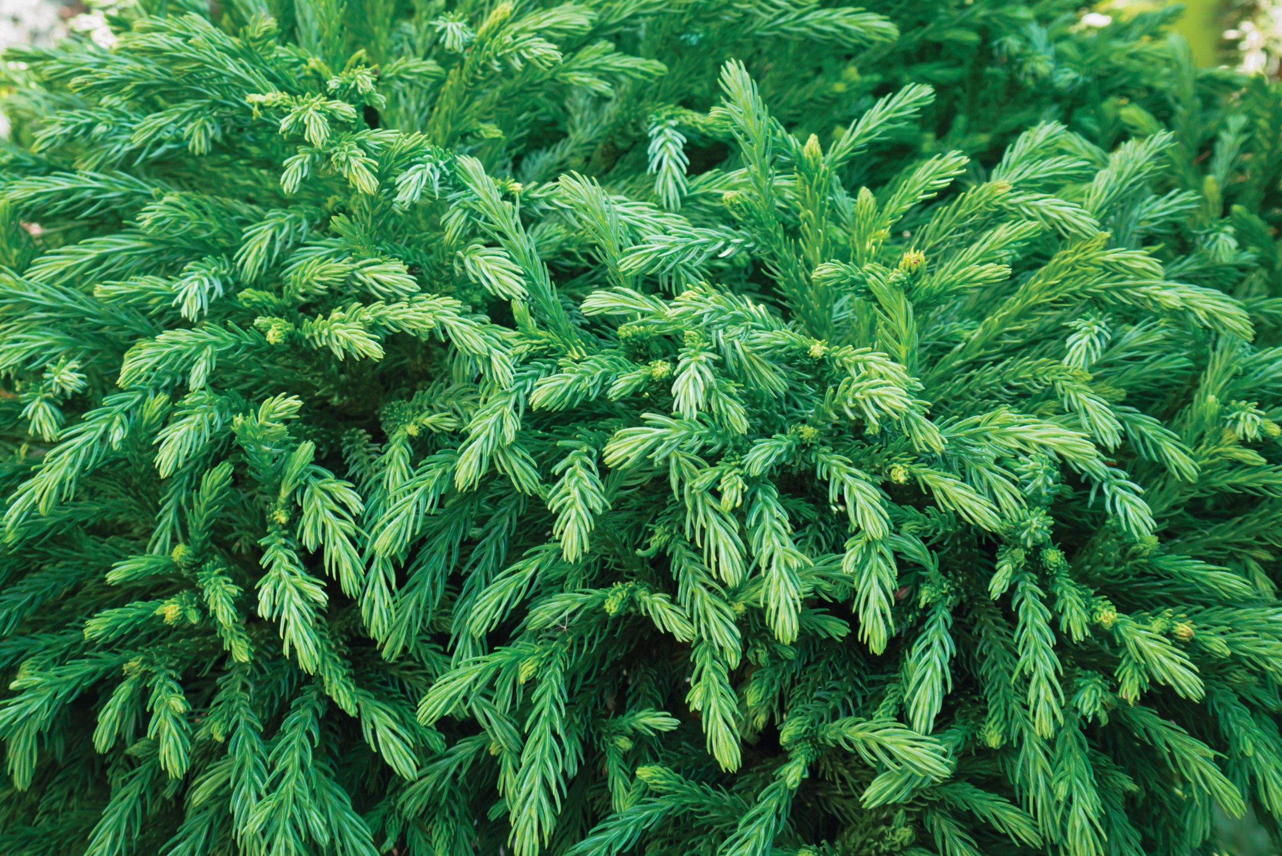 Cryptomeria japonica ‘Globosa Nana’