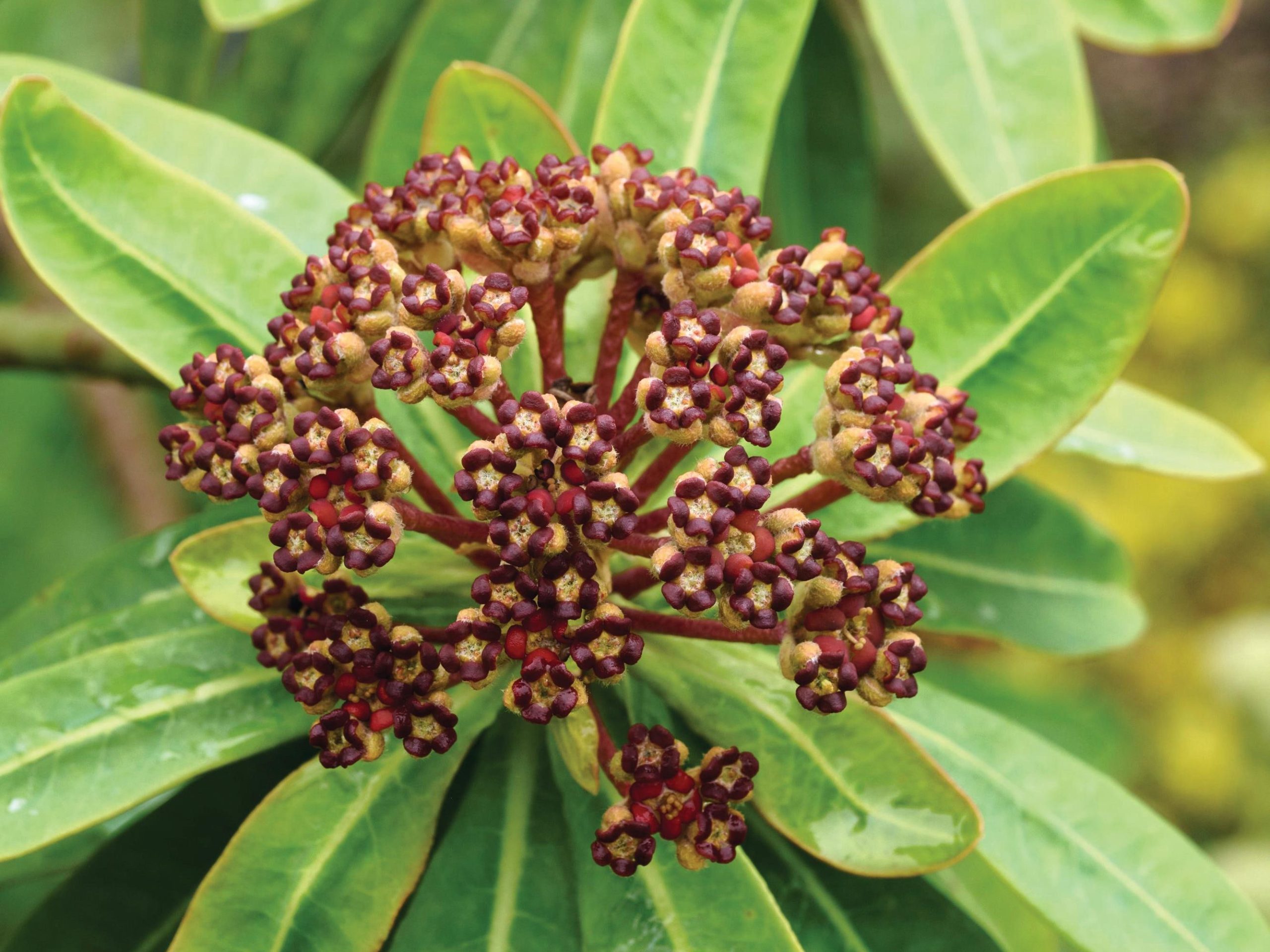 Euphorbia santamariae