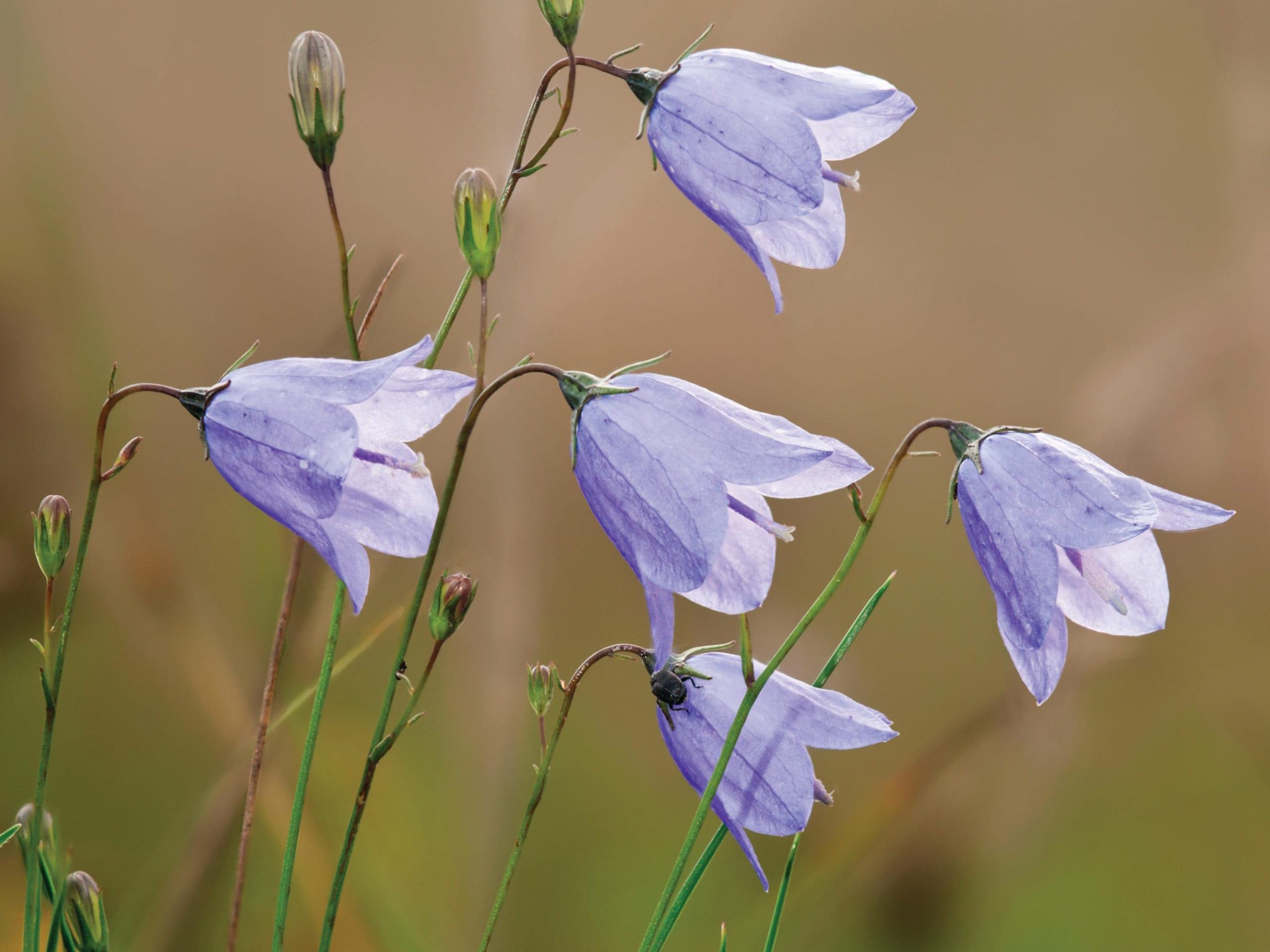 Campanula rotundifolia