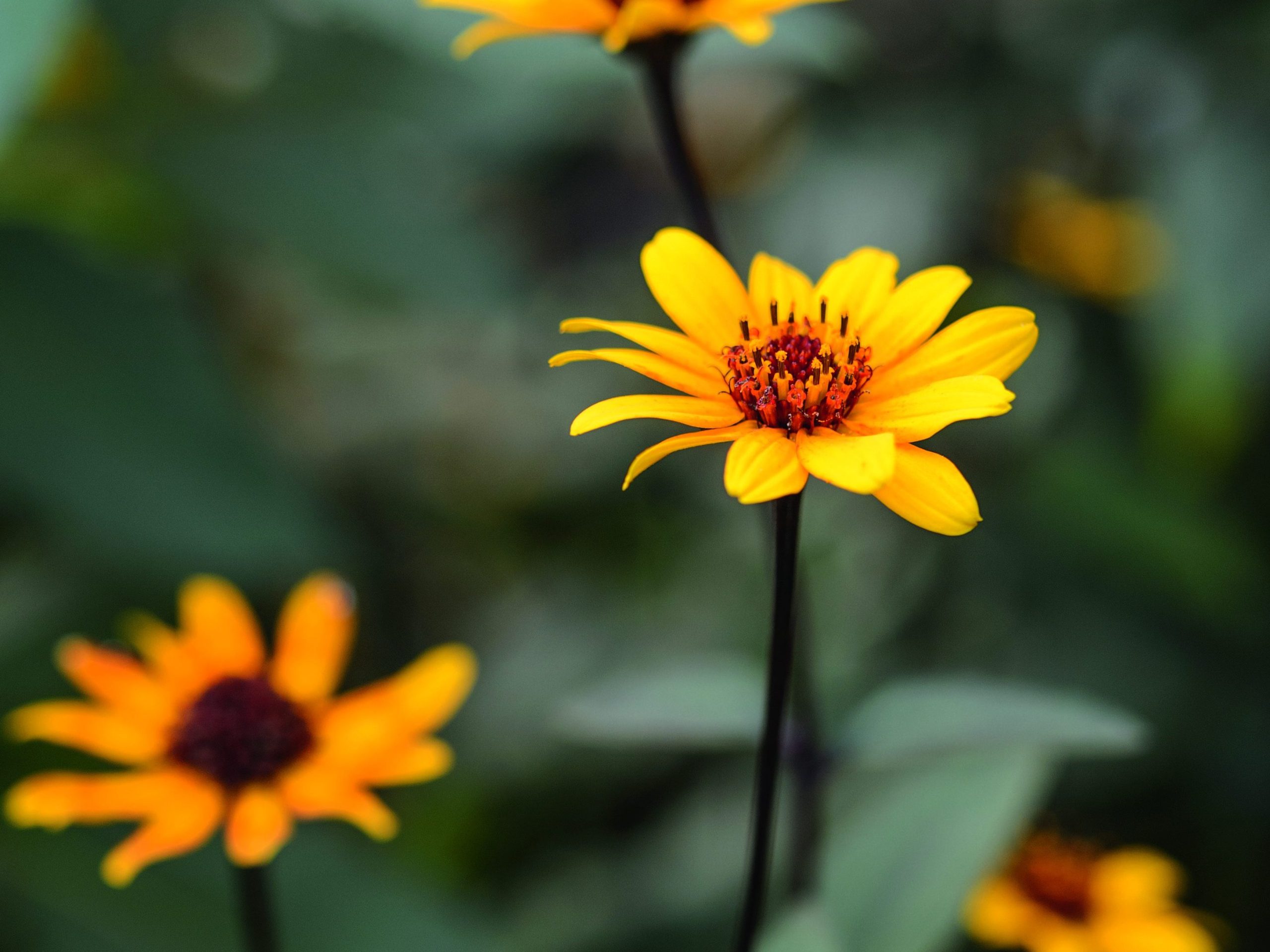 Yellow flower