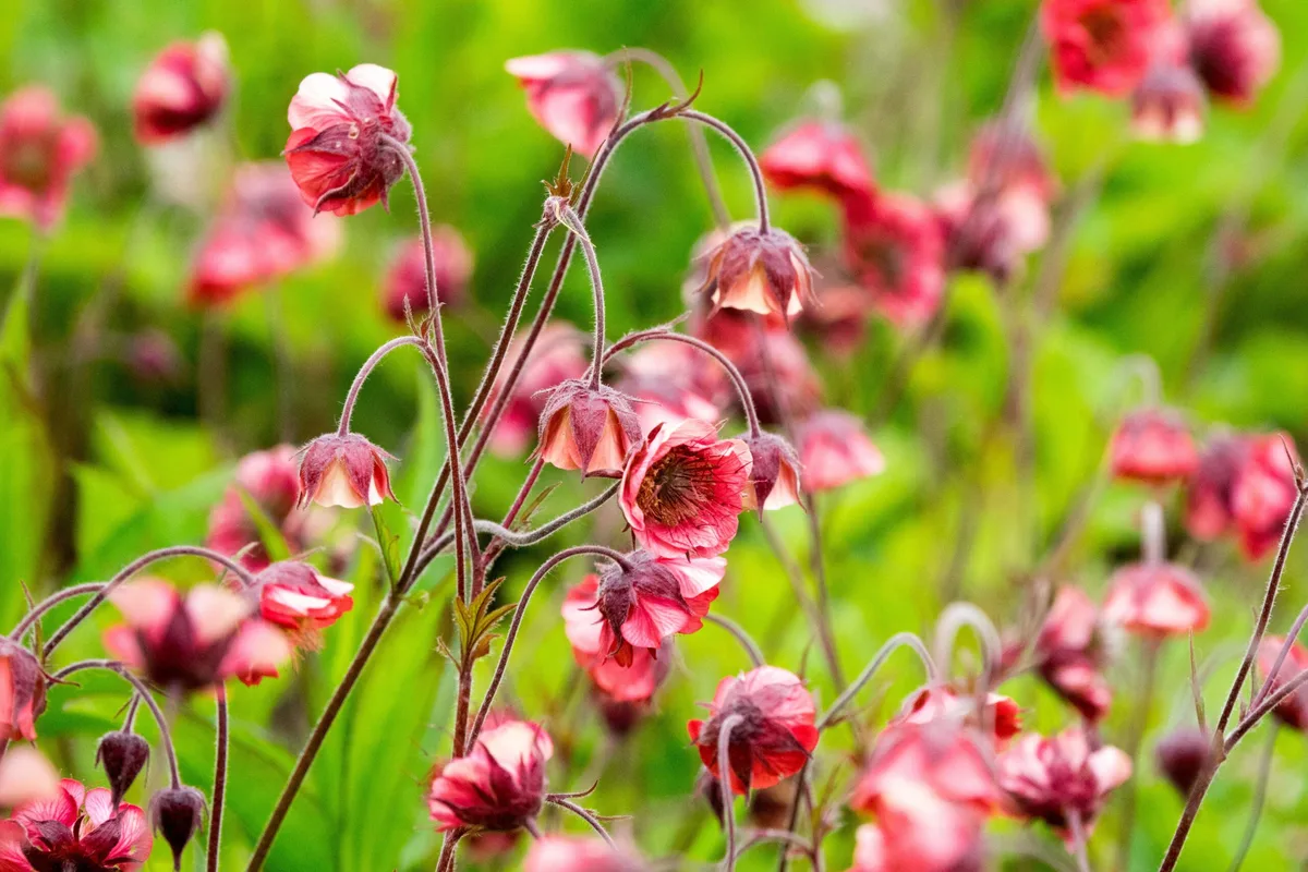 Geum rivale 'Leonards Variety' Geum rivale 'Leonards Variety'
