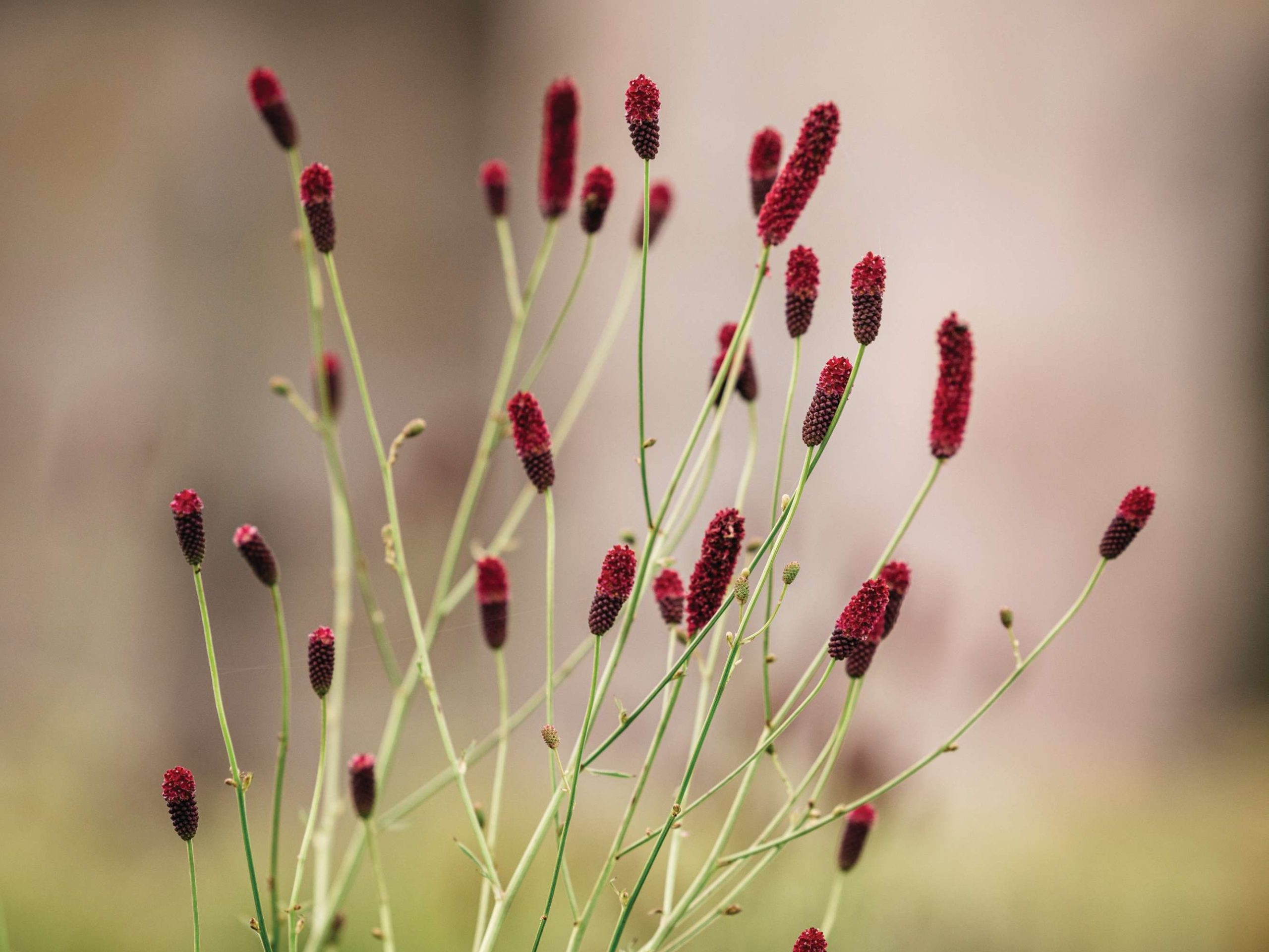 Sanguisorba ‘Cangshan Cranberry’