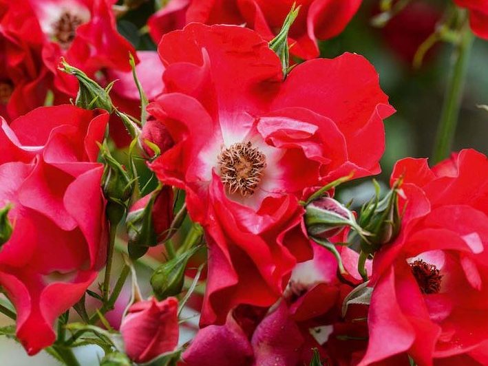 Rosa 'Dortmund'