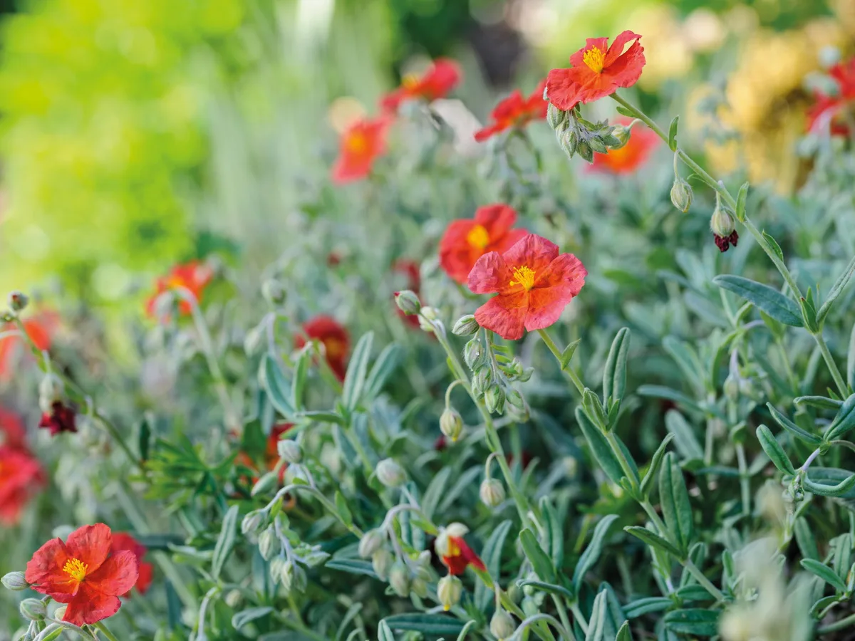 Helianthemum x sulphureum 'Cupreum' Helianthemum x sulphureum 'Cupreum'