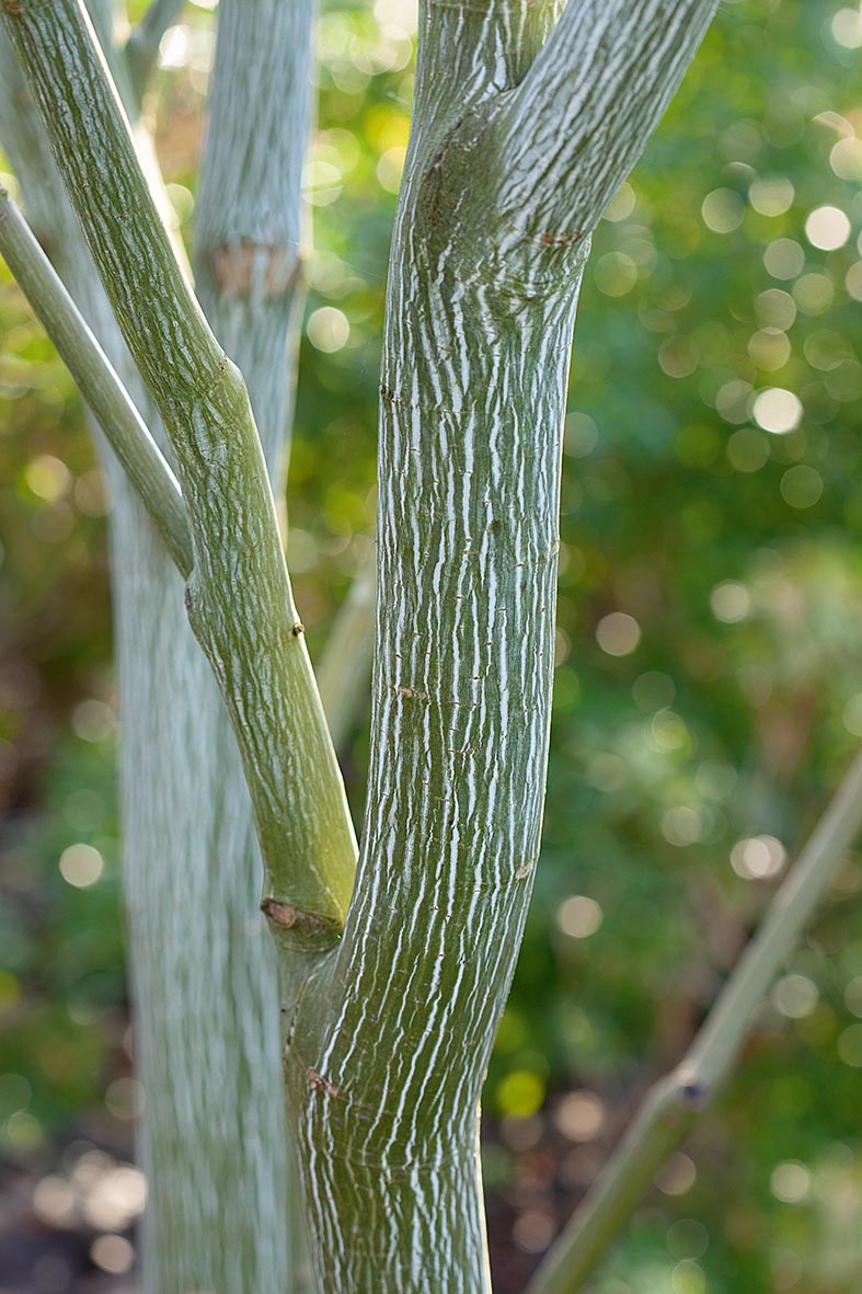 Acer davidii