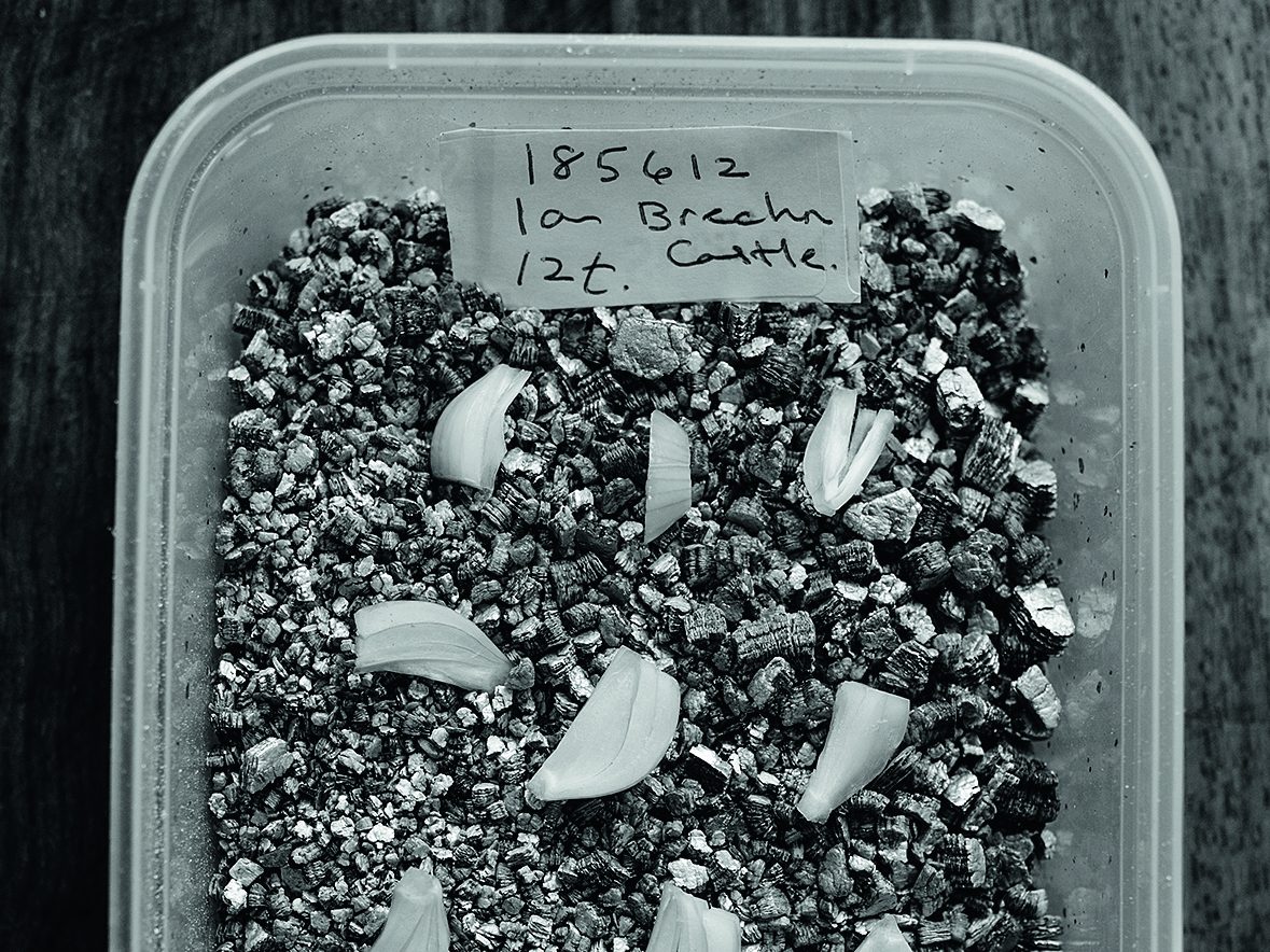 Propagating snowdrops