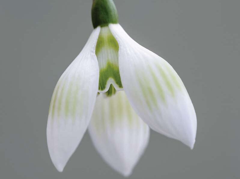 Galanthus x valentinei ‘Novers Green’ 