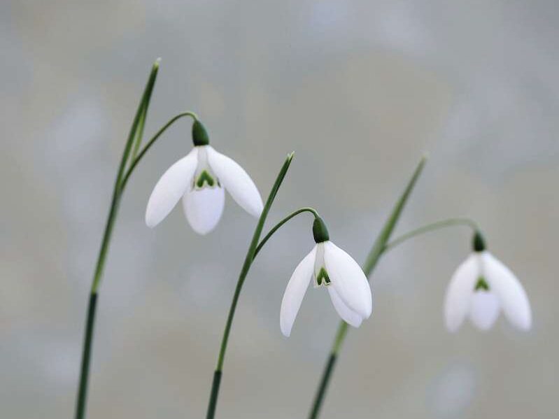 Galanthus elwesii ‘Fly Fishing’