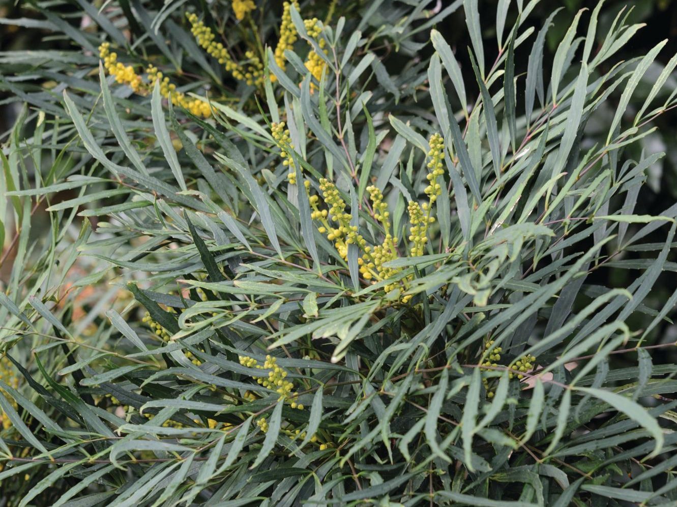 Mahonia eurybracteata subsp. ganpinensis ‘Soft Caress’