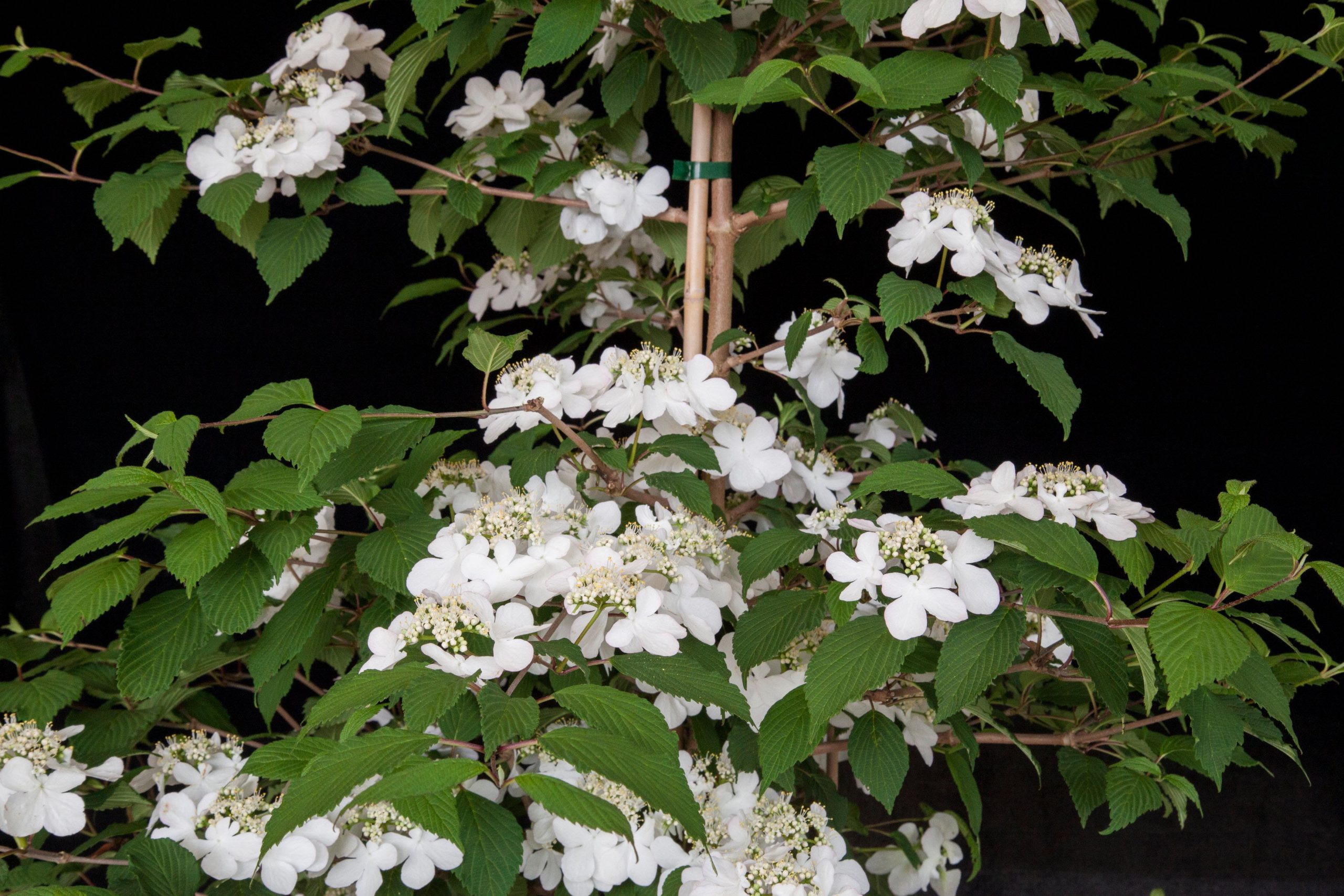 Viburnum plicatum f. tomentosum Kilimanjaro Sunrise = 'Jww5'