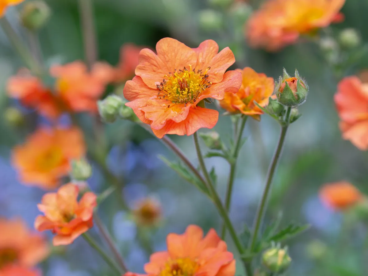 Geum 'Totally Tangerine' Geum 'Totally Tangerine'