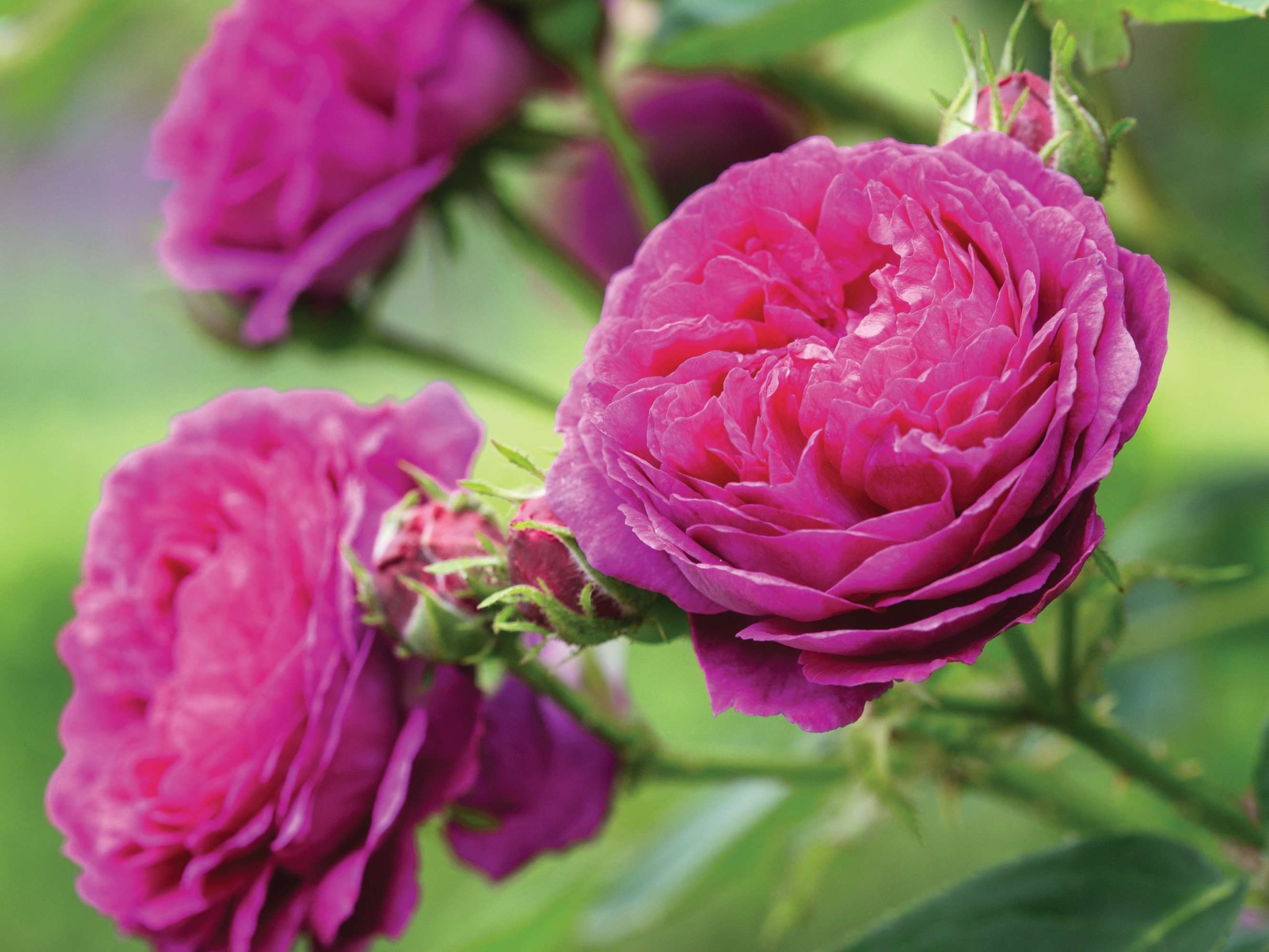 Rosa ‘Zigeunerknabe’