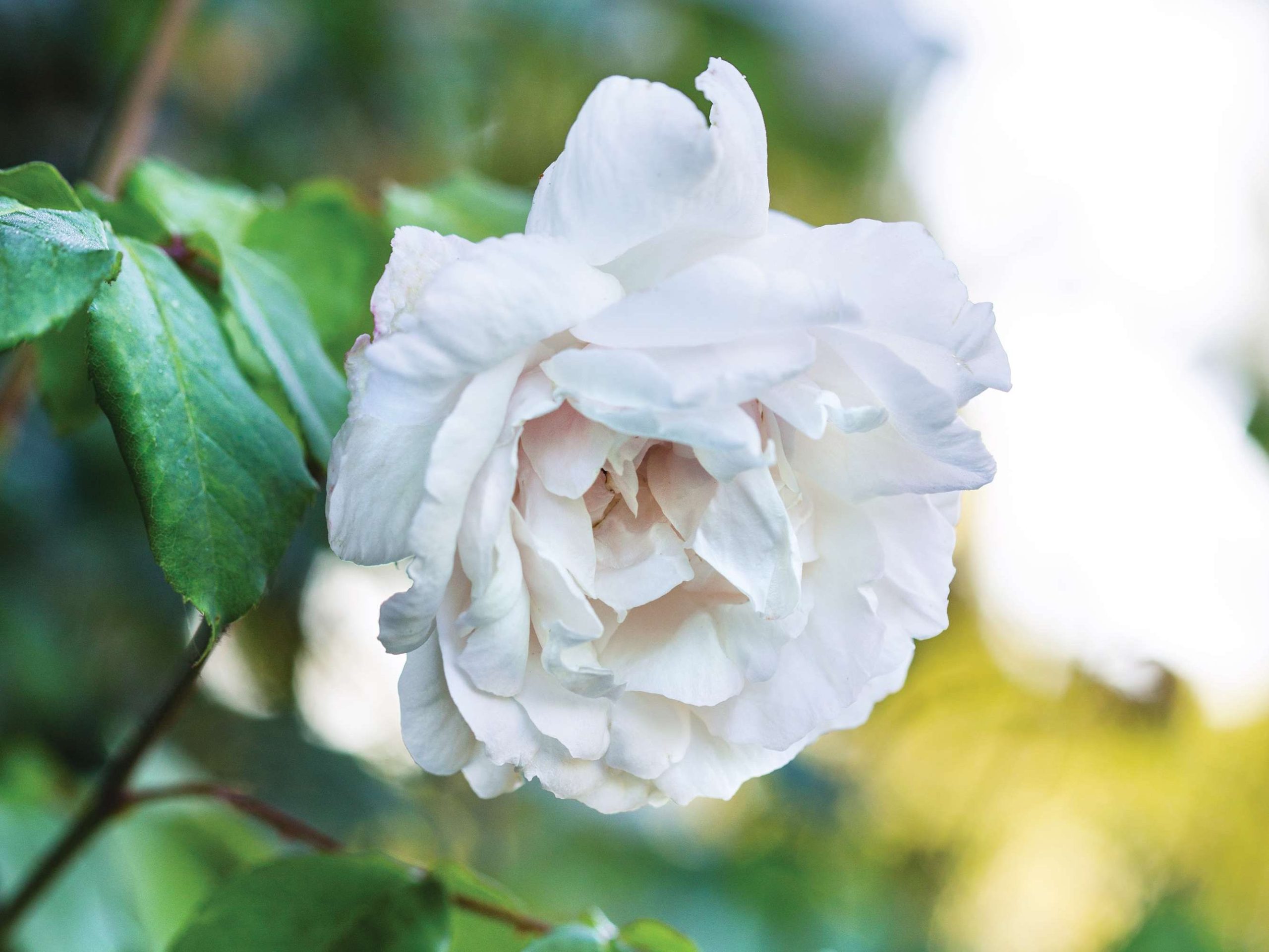 Rosa ‘Madame Alfred Carrière’