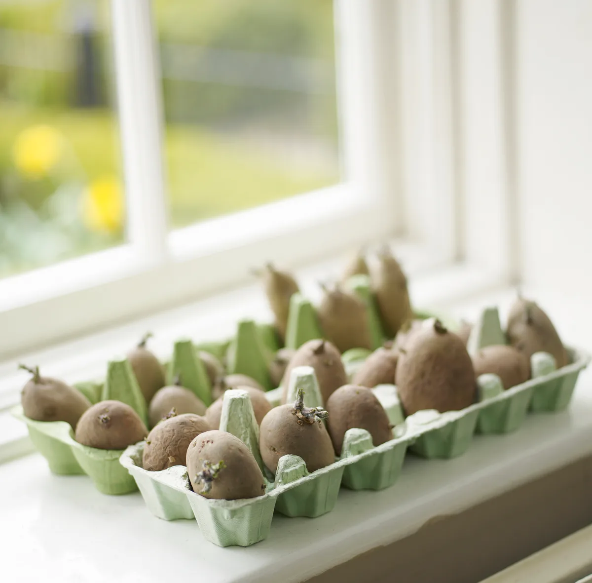 Chitting potatoes in an egg box on a windowsill Chitting potatoes in an egg box on a windowsill