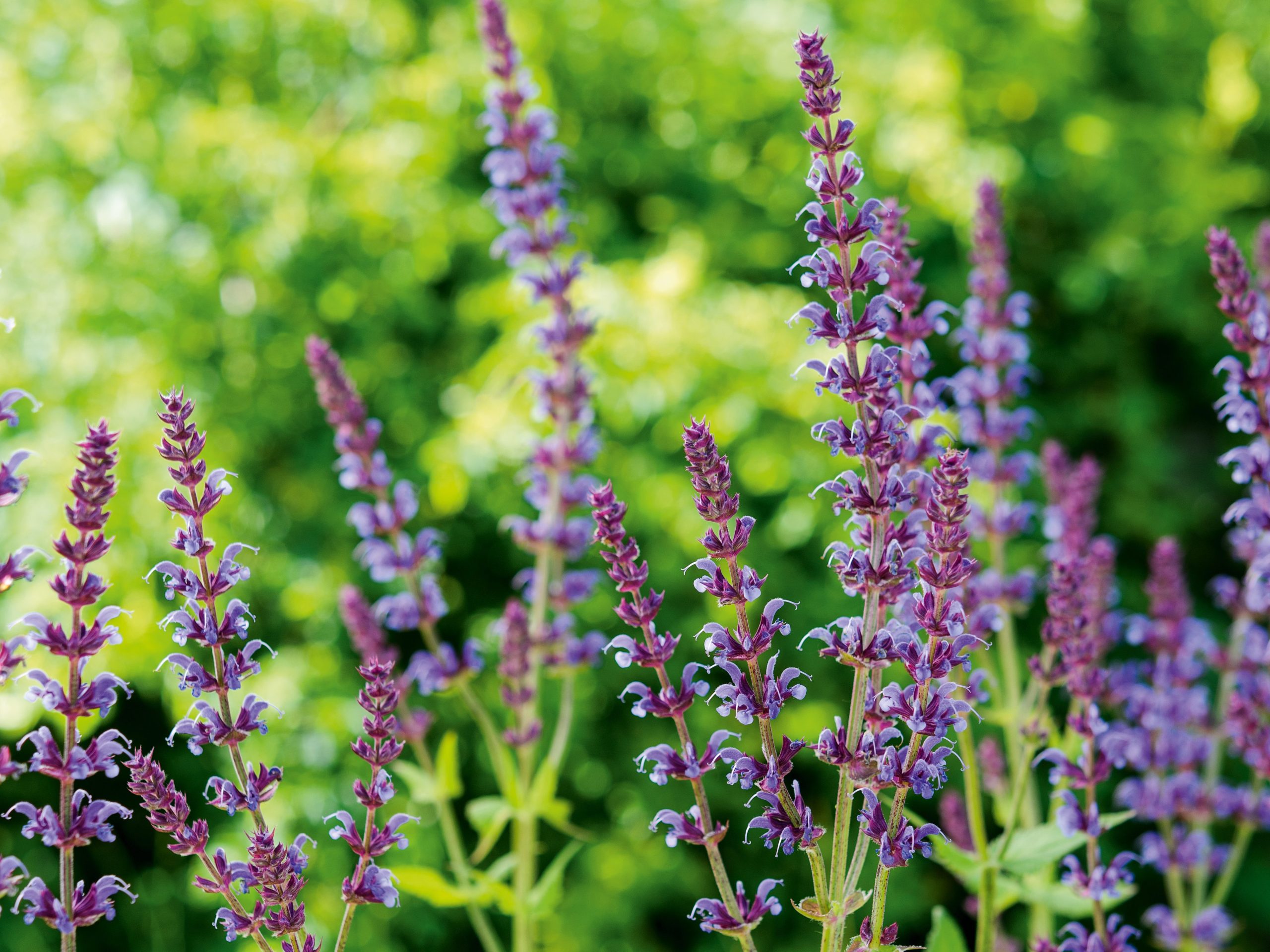 Salvia pratensis 'Indigo'