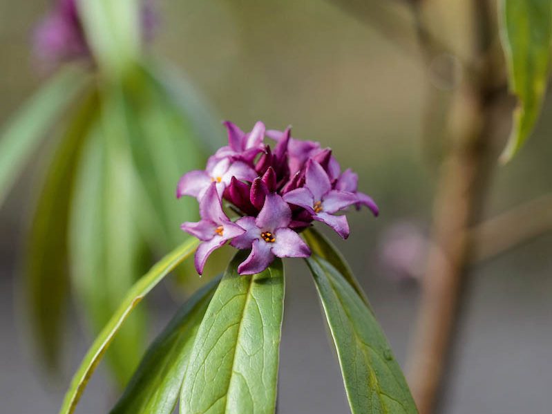 Purple flower; Daphne bholua 'Mary Rose'