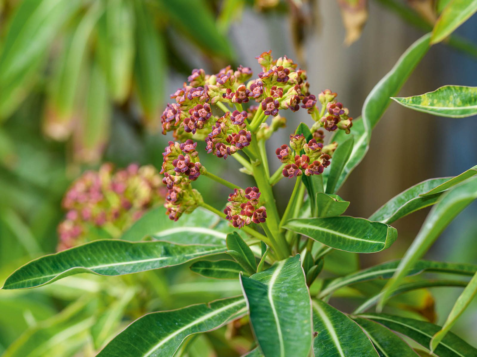 Purple flowers; Euphorbia stygiana