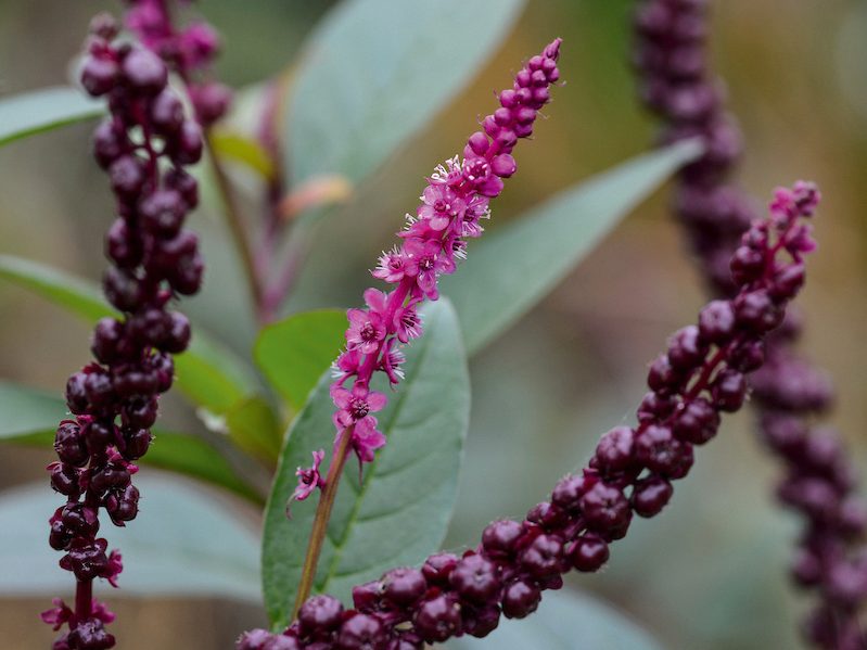 Purple flowers; Phytolacca purpurascens