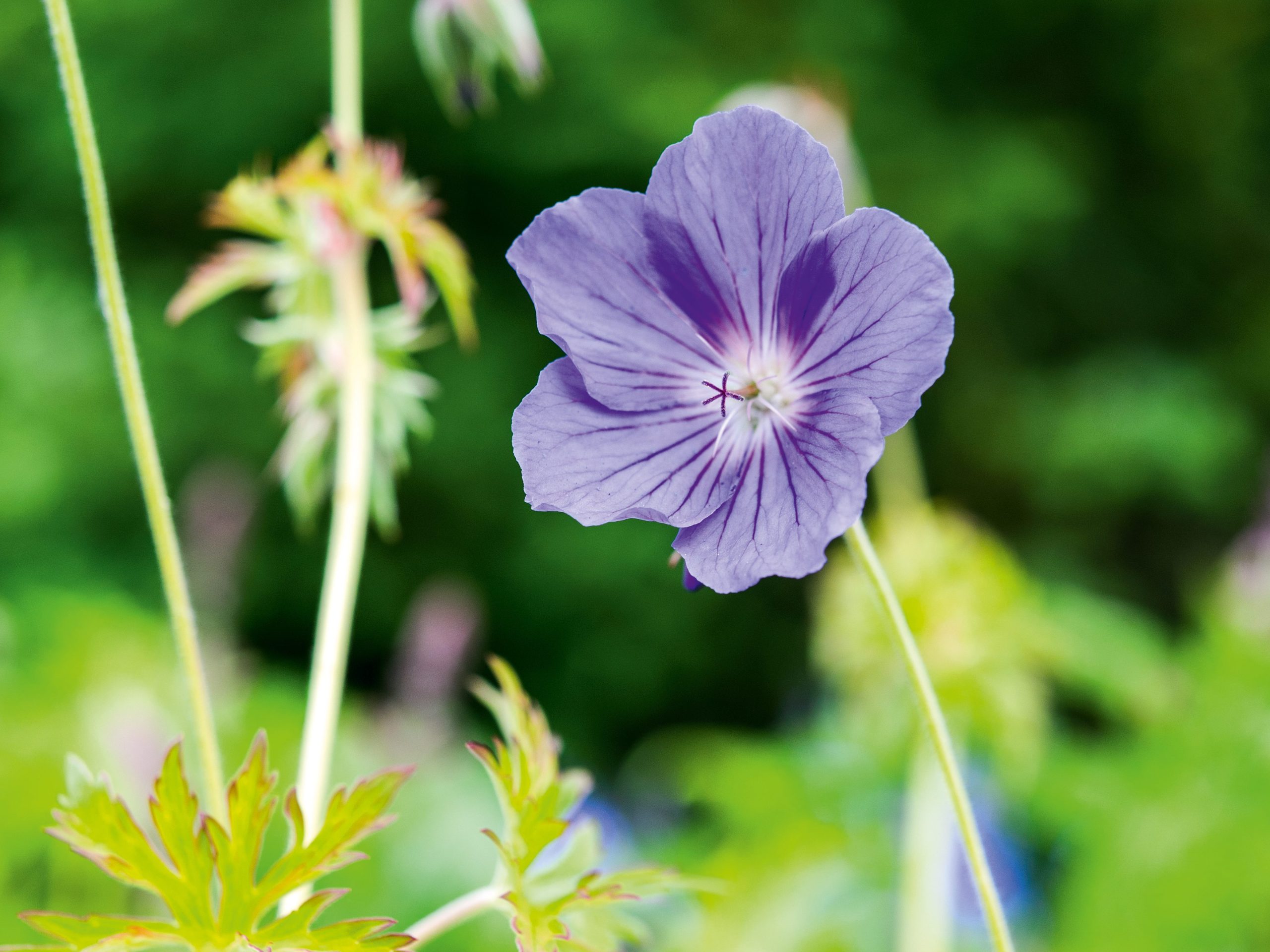 Geranium 'Orion'