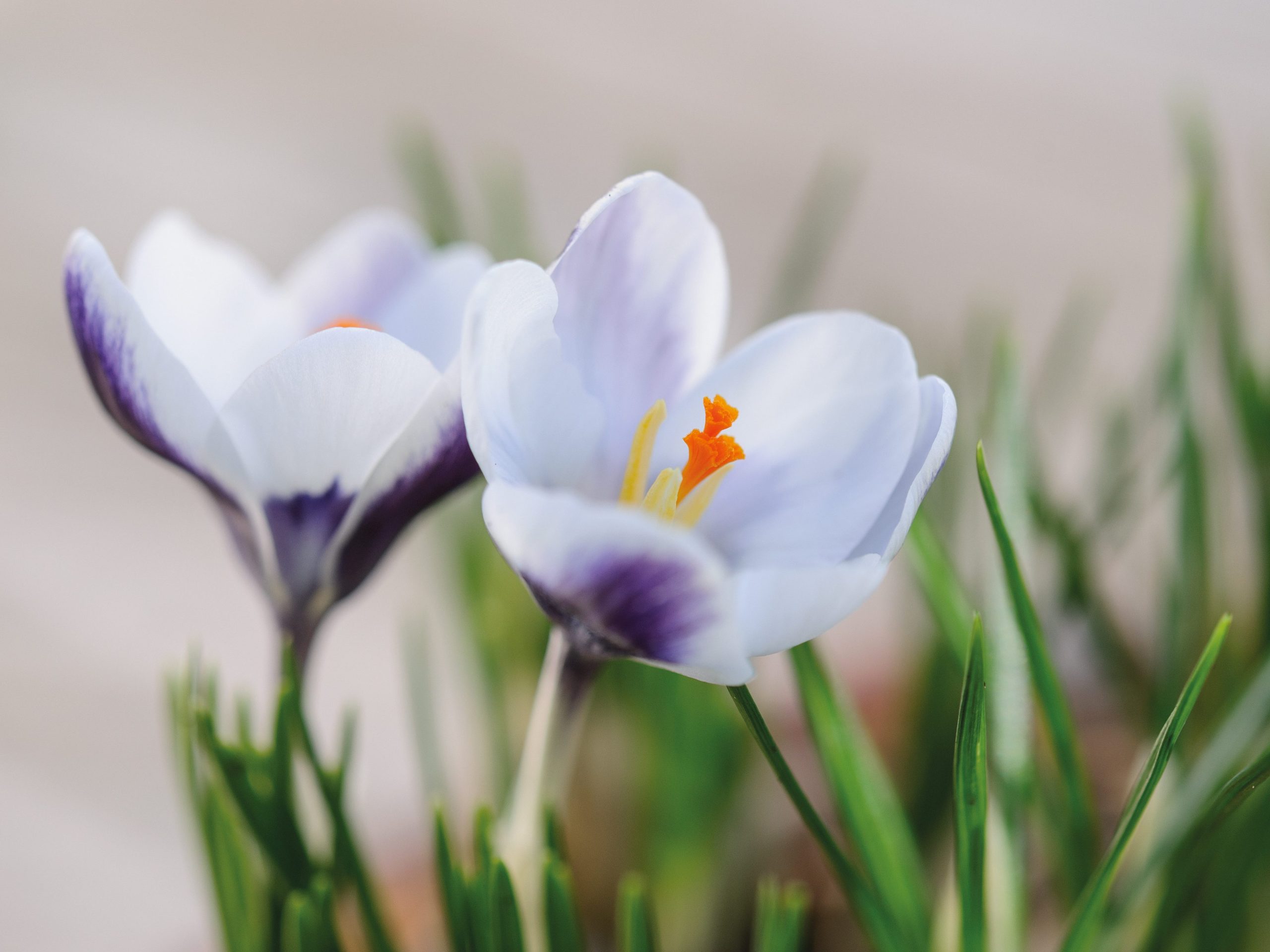 Purple flower; Crocus 'Ladykiller'