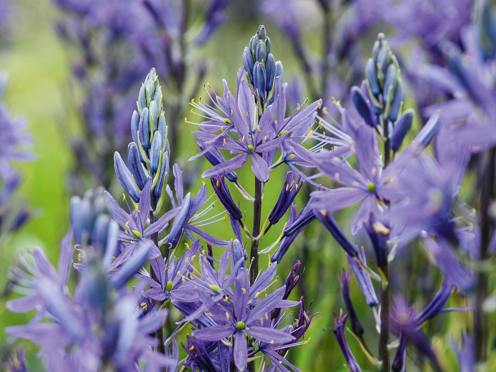 Purple flower; Camassia leichtlinii caerulea