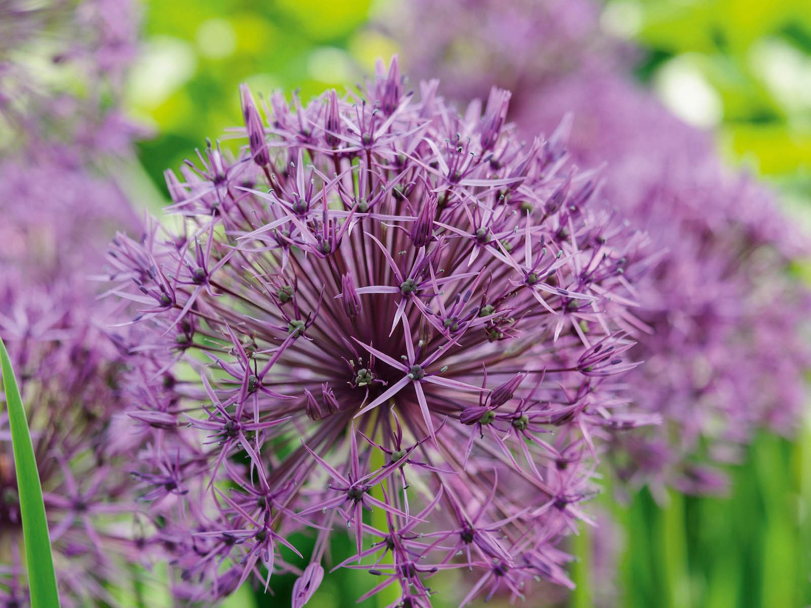 Purple flower; Allium 'Purple Rain'