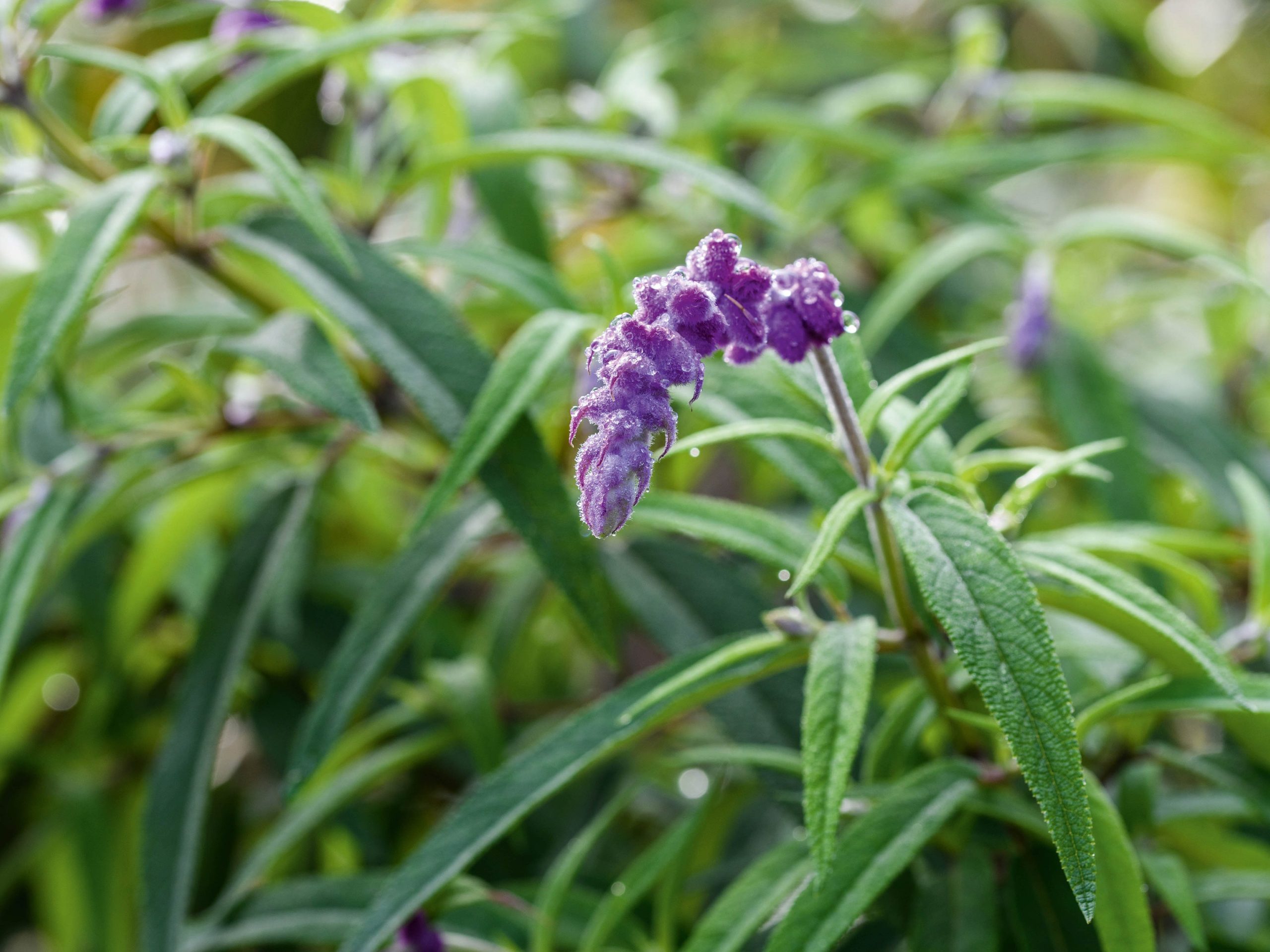 Purple flowers; Salvia leucantha