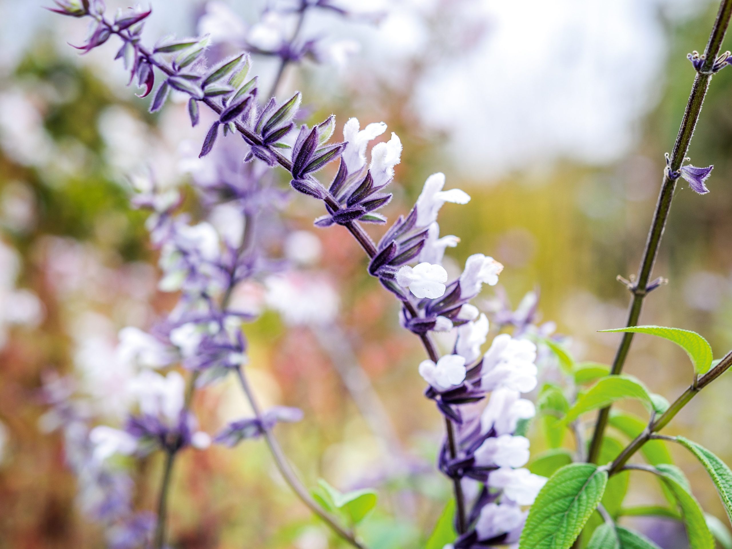 Purple flowers; Salvia 'Phyllis' Fancy'