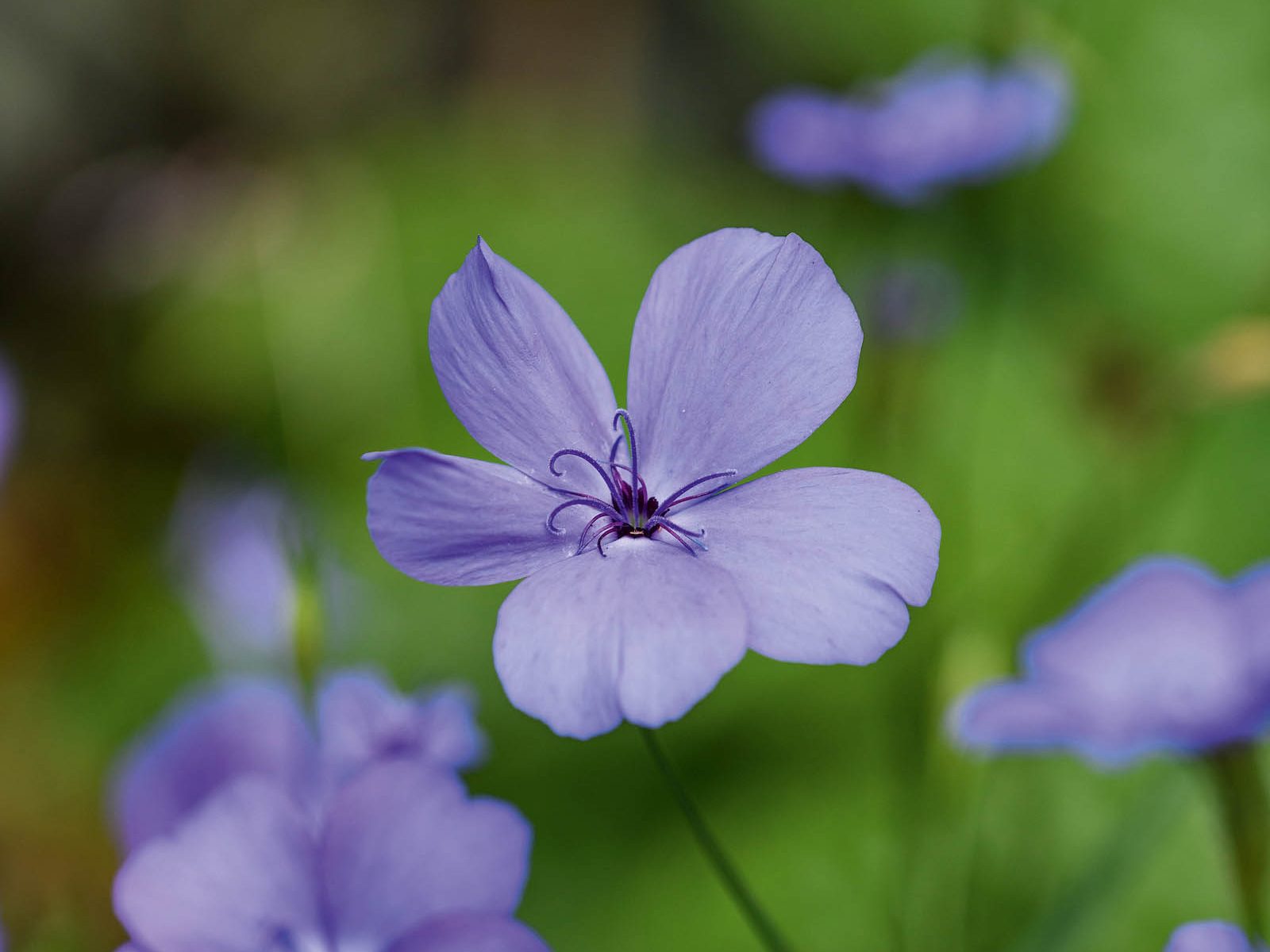 Purple flower; Silene coeli-rosa 'Blue Angel'