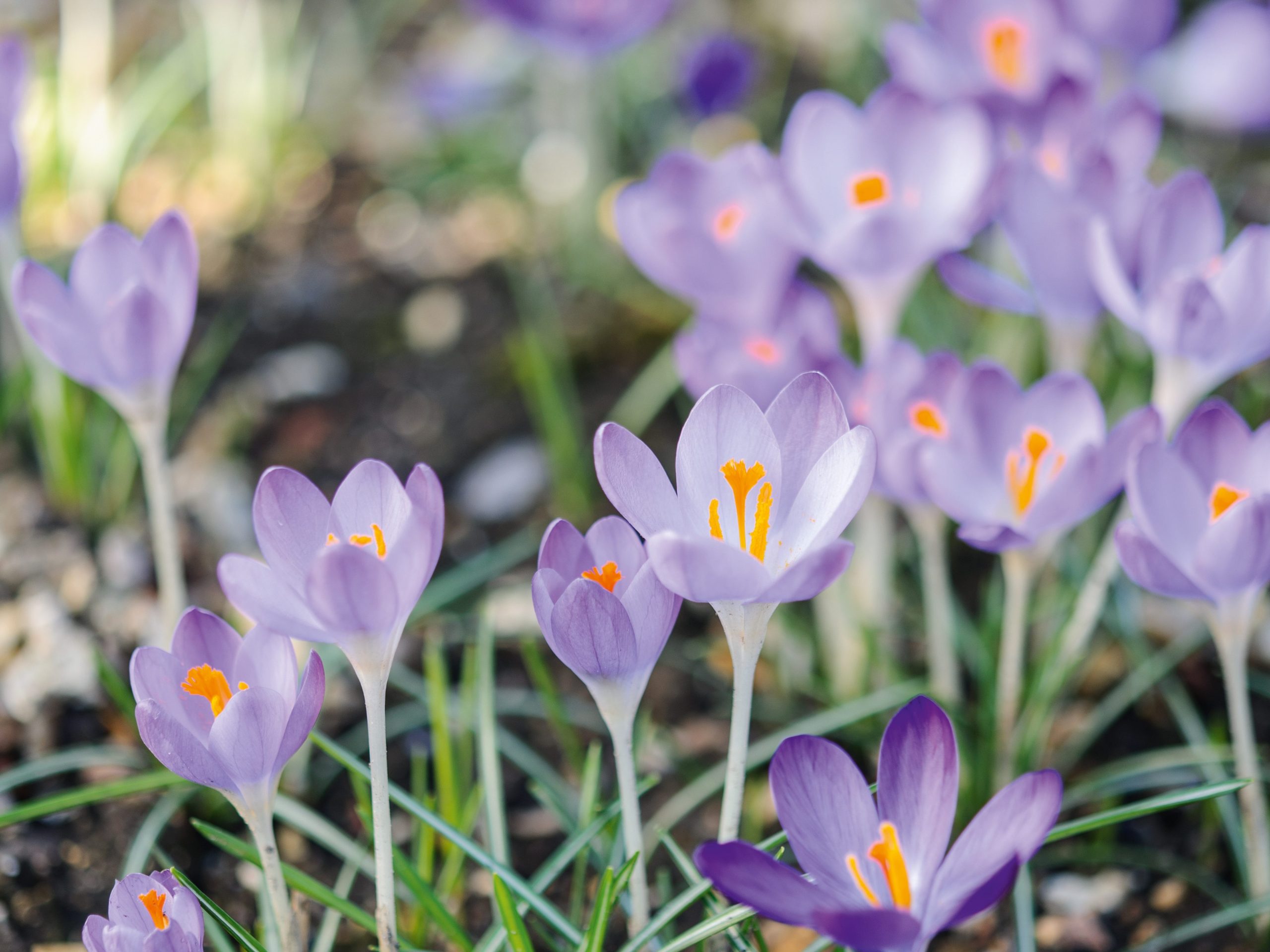 Purple flower; Crocus Tommasinianus 'Ruby Giant'