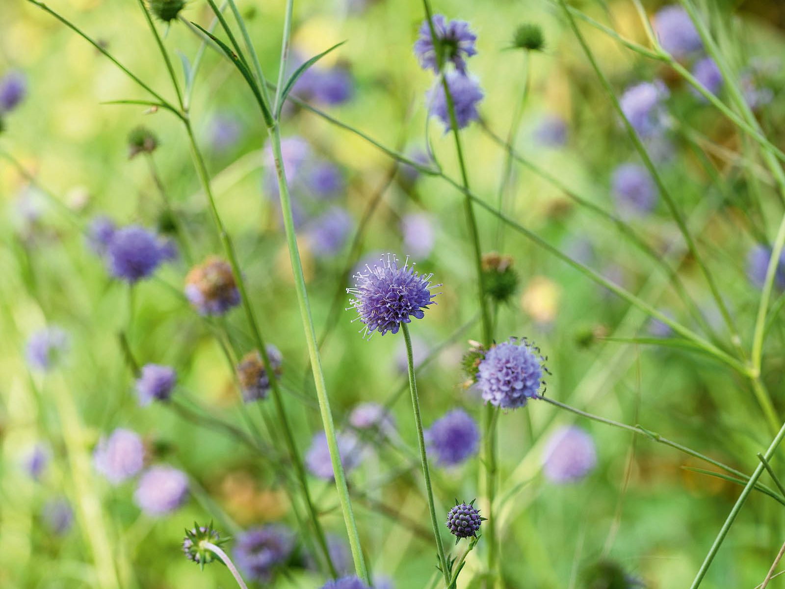 Purple flower; Succisa pratensis