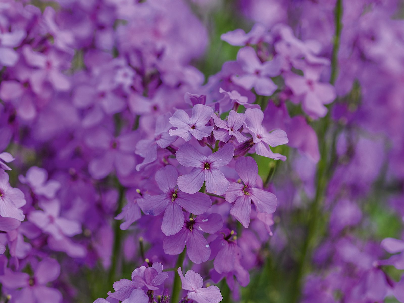 Purple flower; Hesperis matronalis sweet rocket