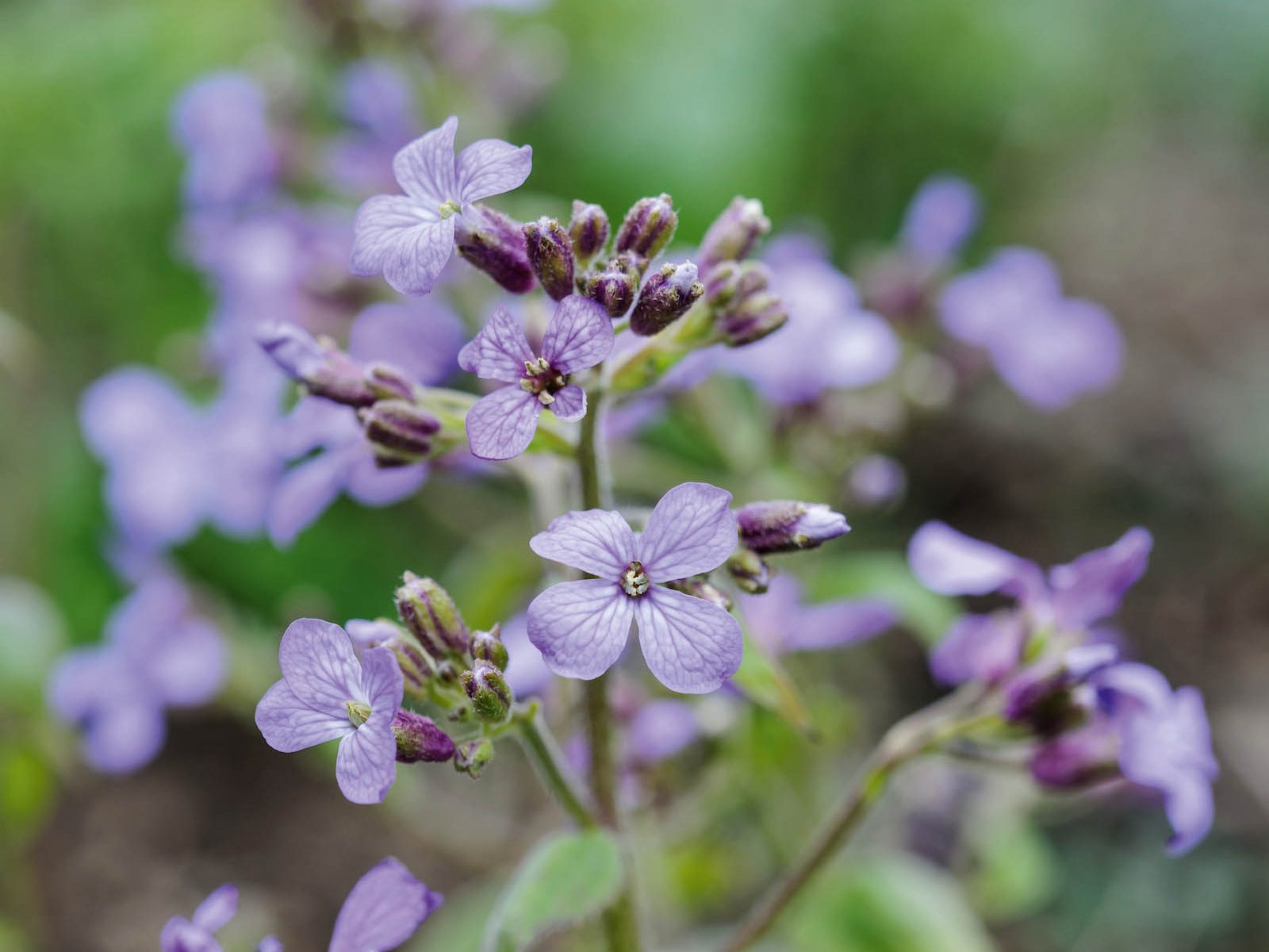 Purple flower; Lunaria 'Corfu Blue'