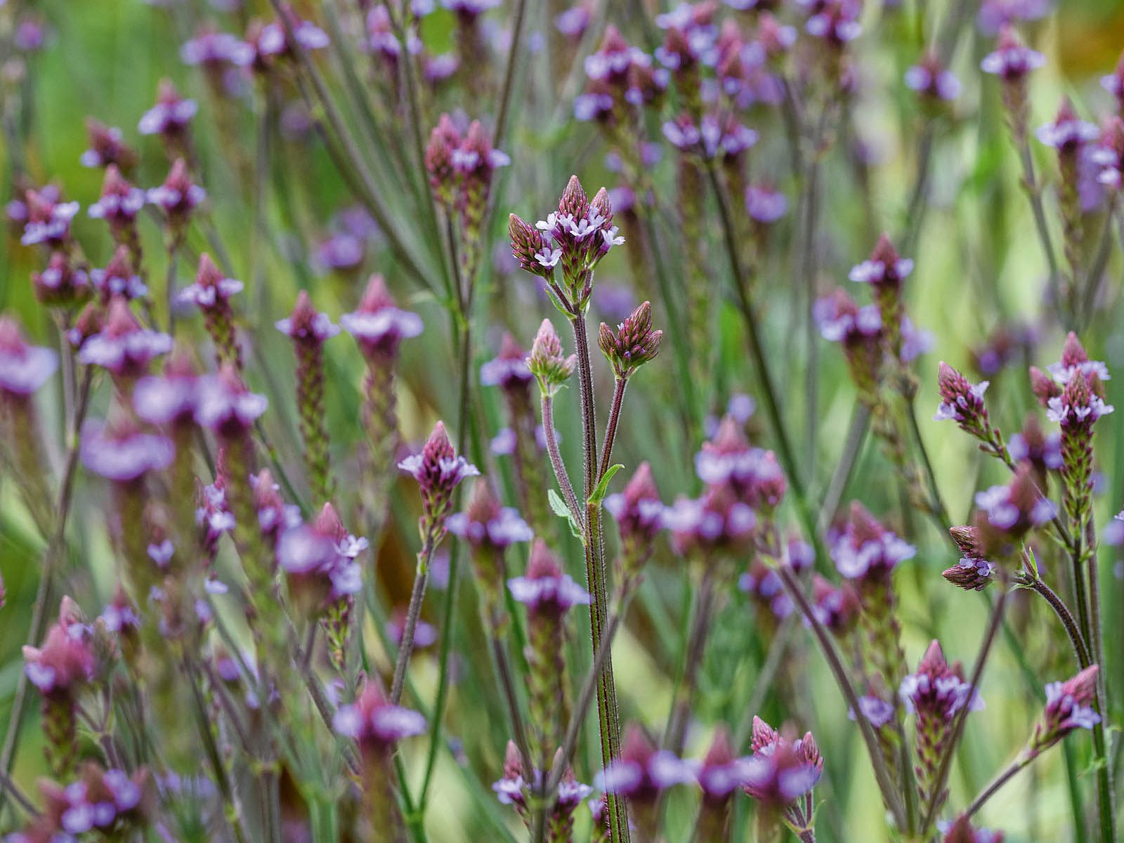Purple flower; Verbena macdougalii 'Lavender Spires'