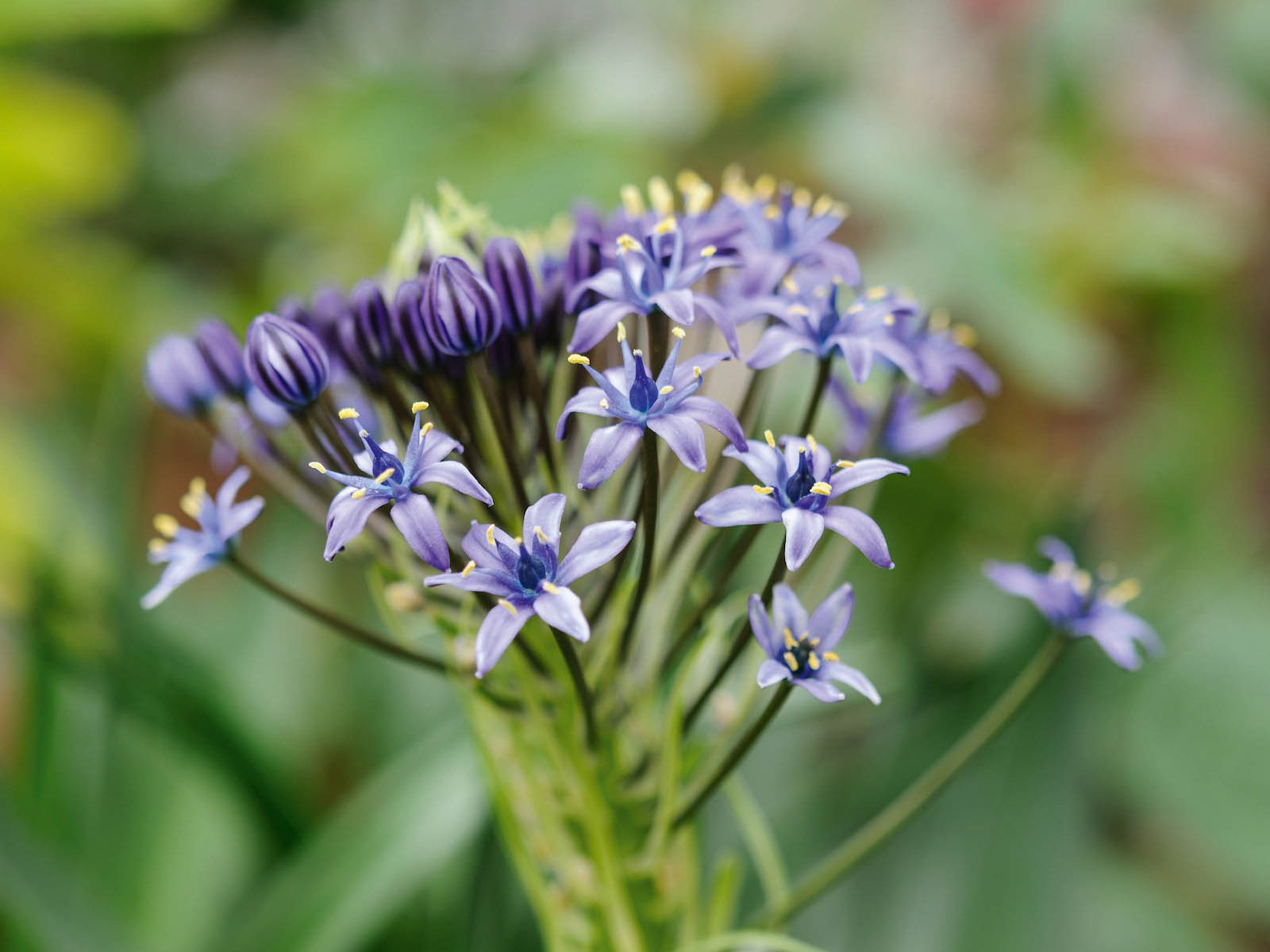 Purple flower; Scilla peruviana